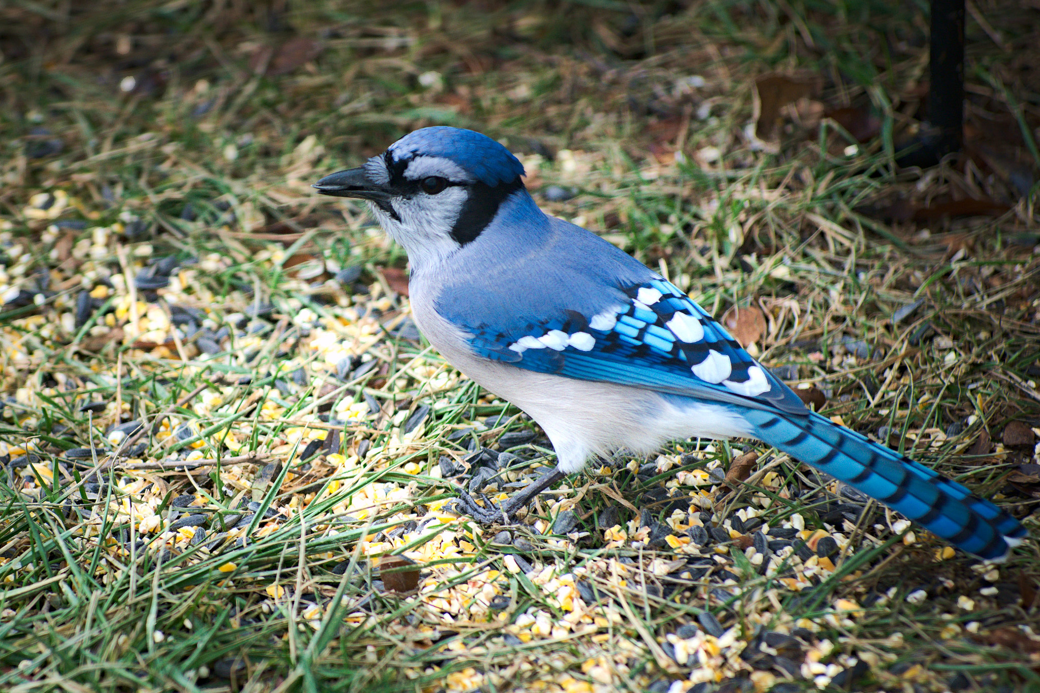 Nikon D800 + Manual Lens No CPU sample photo. Blue jay. photography