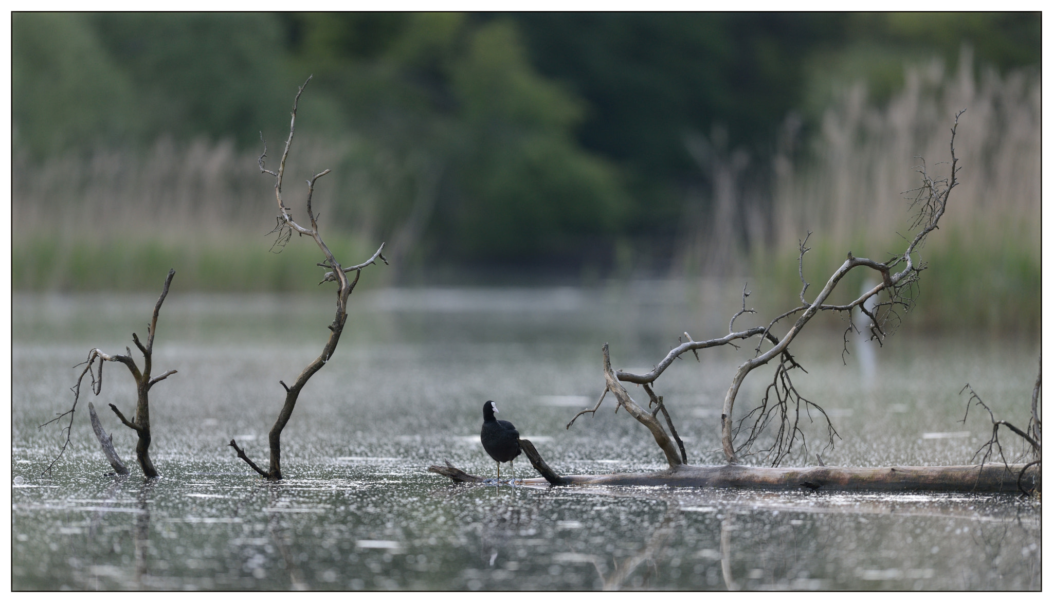 Nikon D800 + Nikon AF-S Nikkor 400mm F2.8G ED VR II sample photo