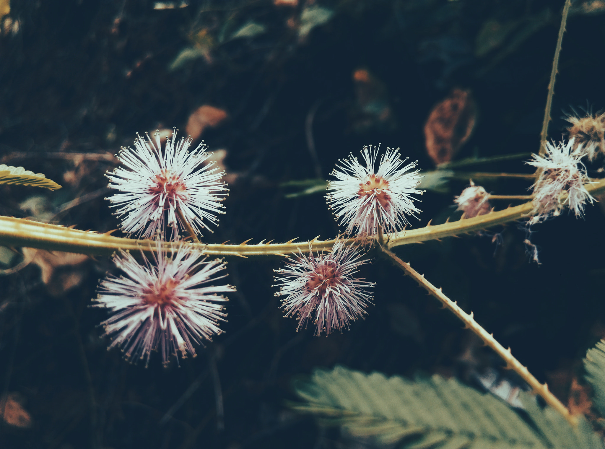 HTC ONE (E8) DUAL SIM sample photo. Mimosa pudica photography