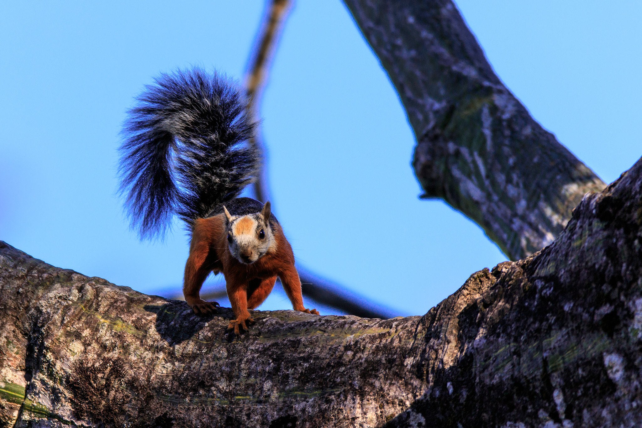 Canon EF 600mm f/4L IS sample photo. Bunthörnchen photography