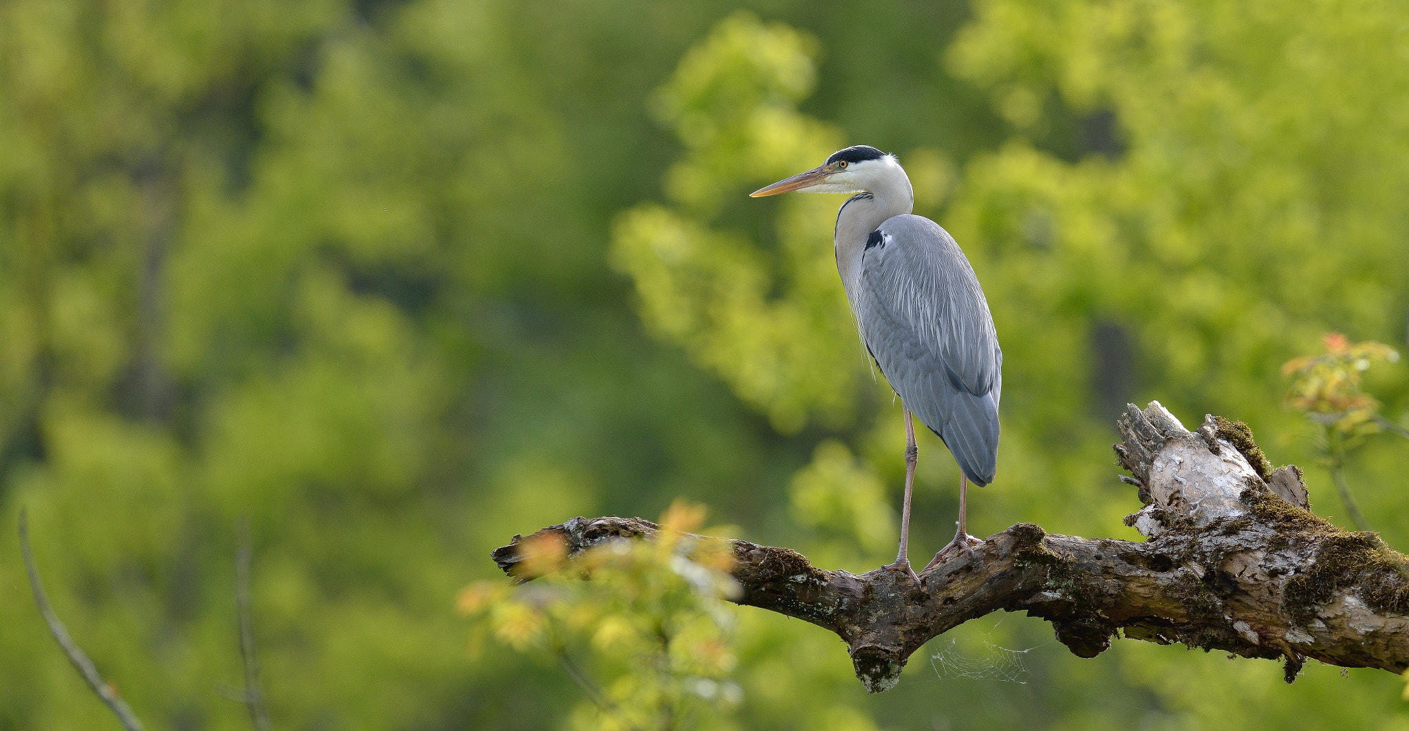 Nikon AF-S Nikkor 400mm F2.8G ED VR II sample photo