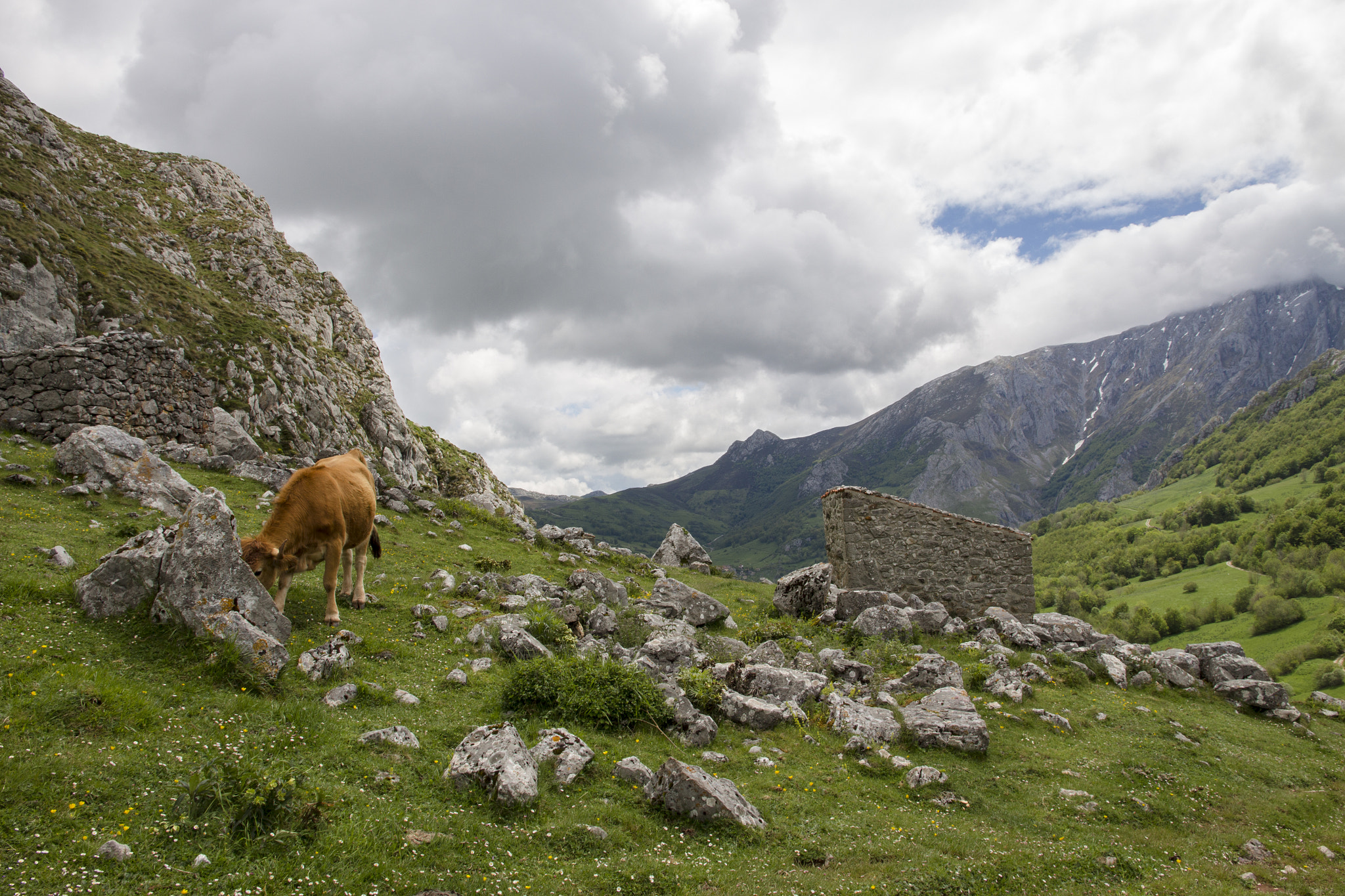 Canon EOS 650D (EOS Rebel T4i / EOS Kiss X6i) sample photo. Cow hike photography