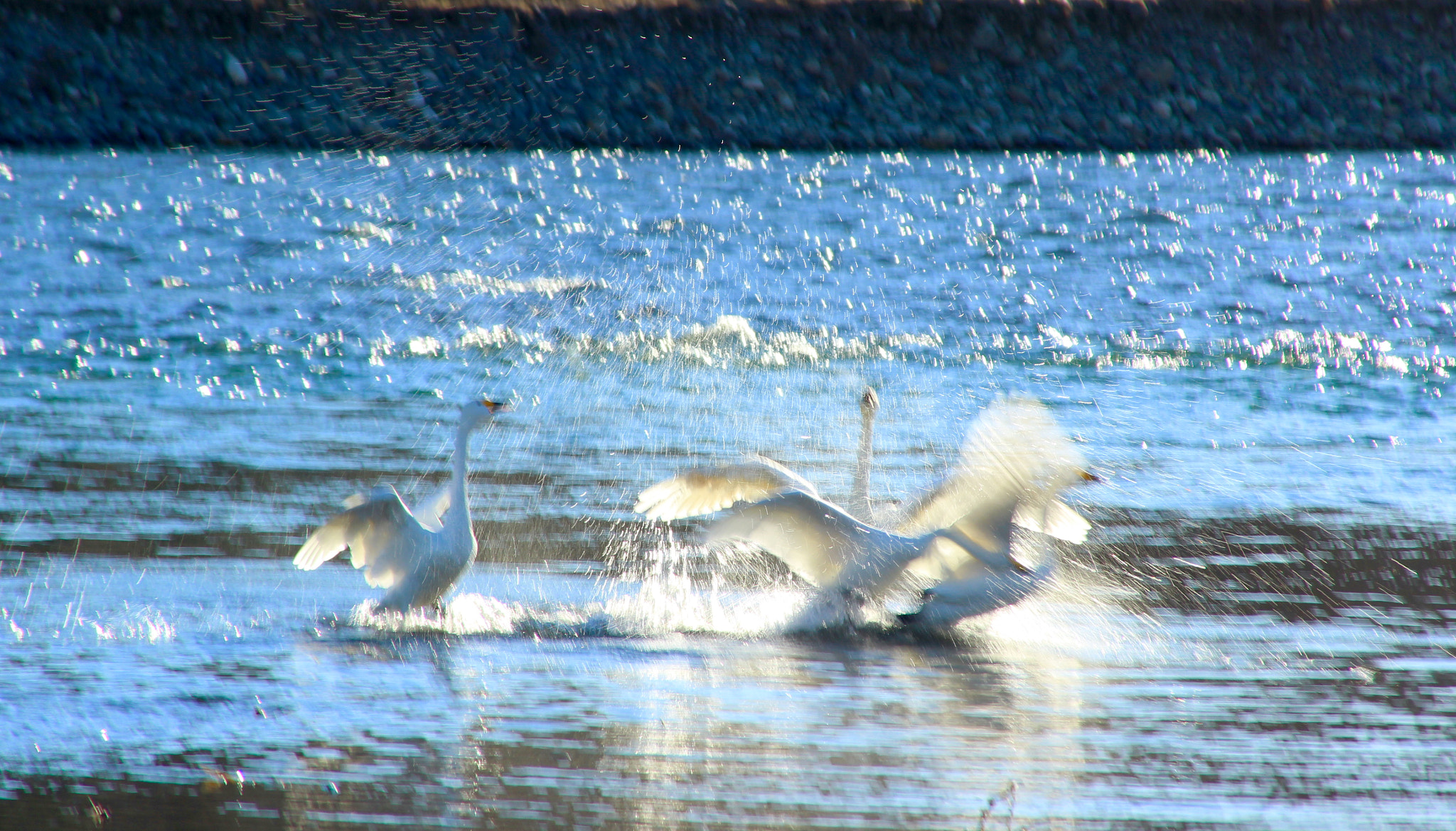 Canon EOS 600D (Rebel EOS T3i / EOS Kiss X5) + Tamron AF 28-300mm F3.5-6.3 XR Di LD Aspherical (IF) Macro sample photo. Swan dance photography