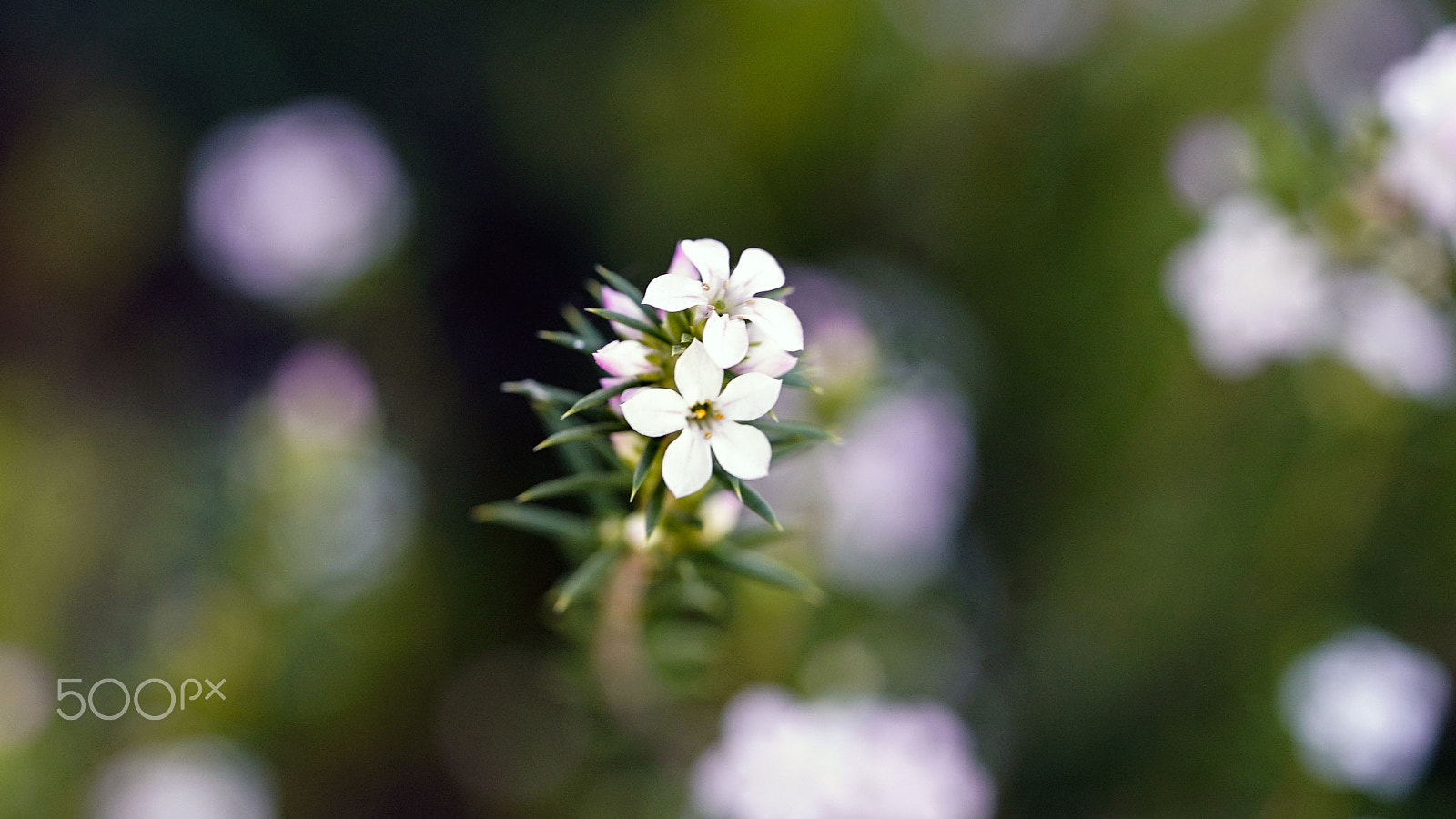 Sony a7S II + Sony FE 90mm F2.8 Macro G OSS sample photo. If you want to go, it's got to be tonight photography