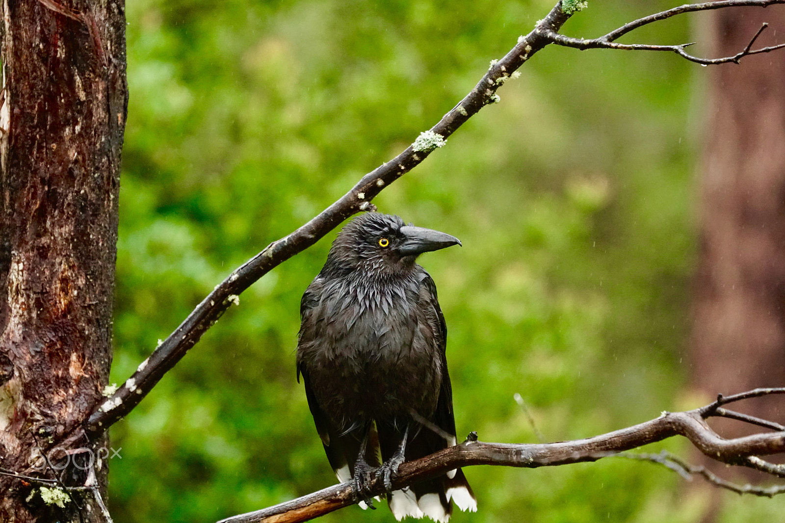 Sony a6300 + Sony FE 70-300mm F4.5-5.6 G OSS sample photo. Wet photography