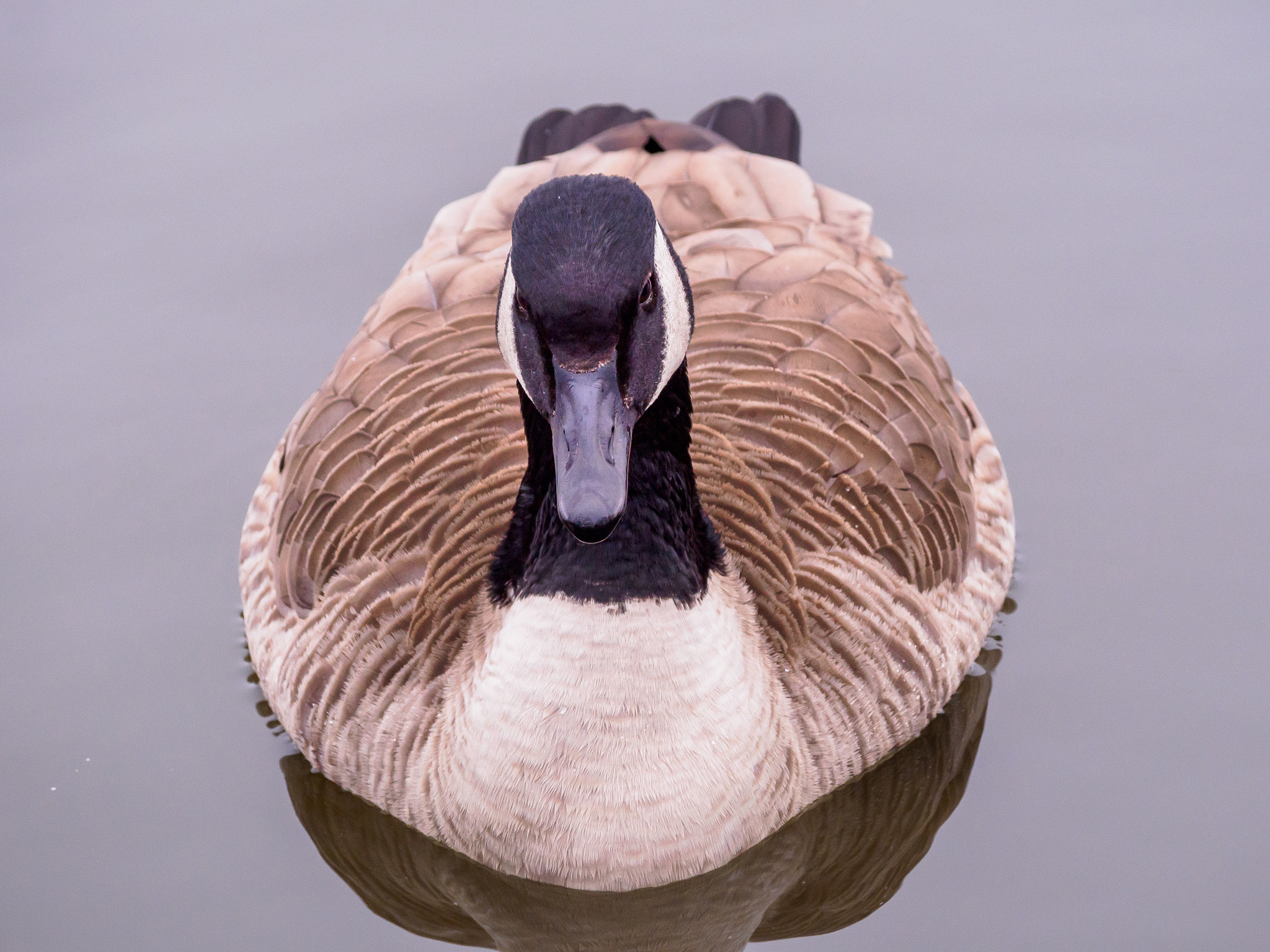 Olympus OM-D E-M5 II sample photo. Canada goose #3 photography