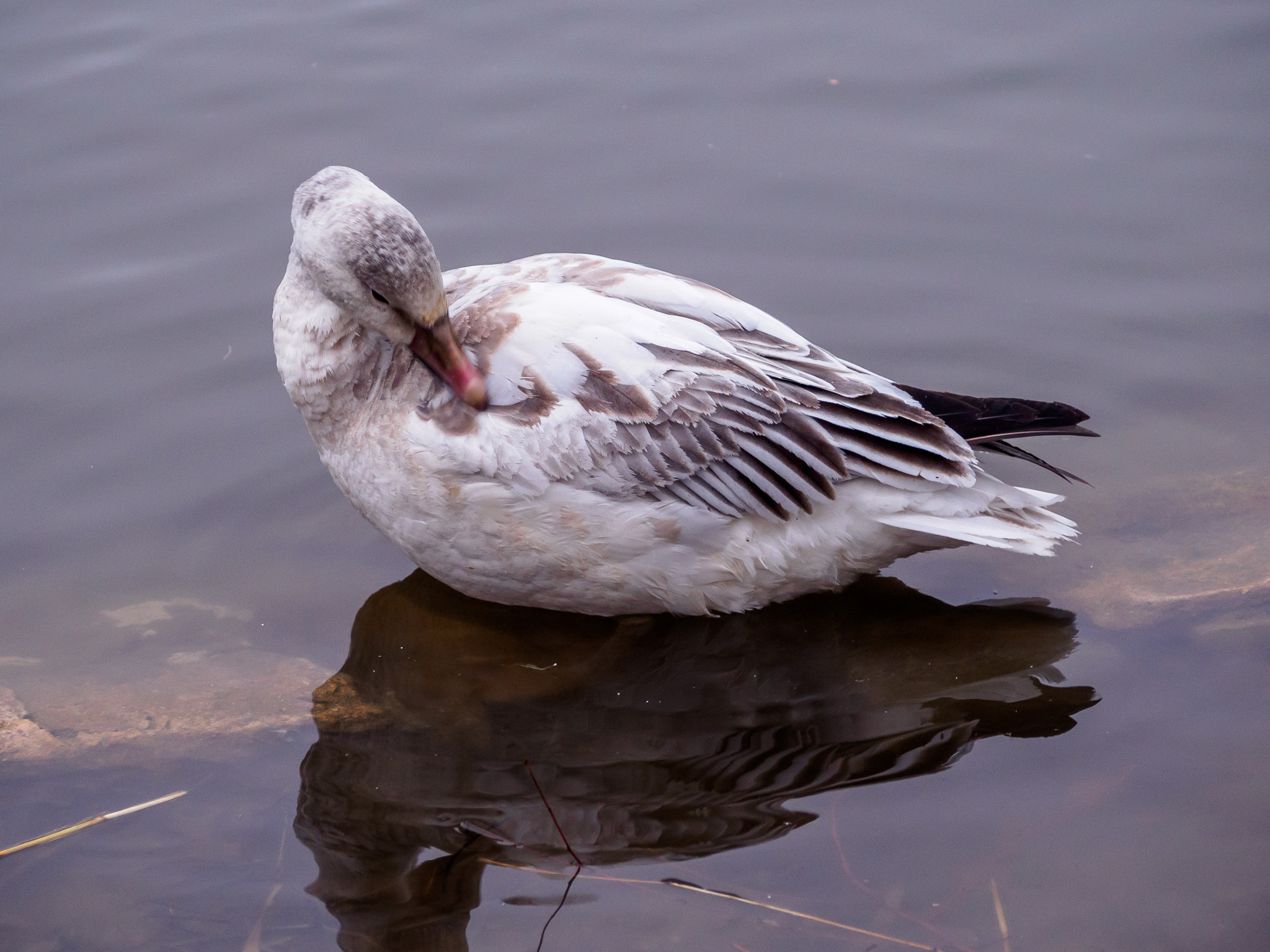 Olympus OM-D E-M5 II sample photo. Snow goose #3 photography