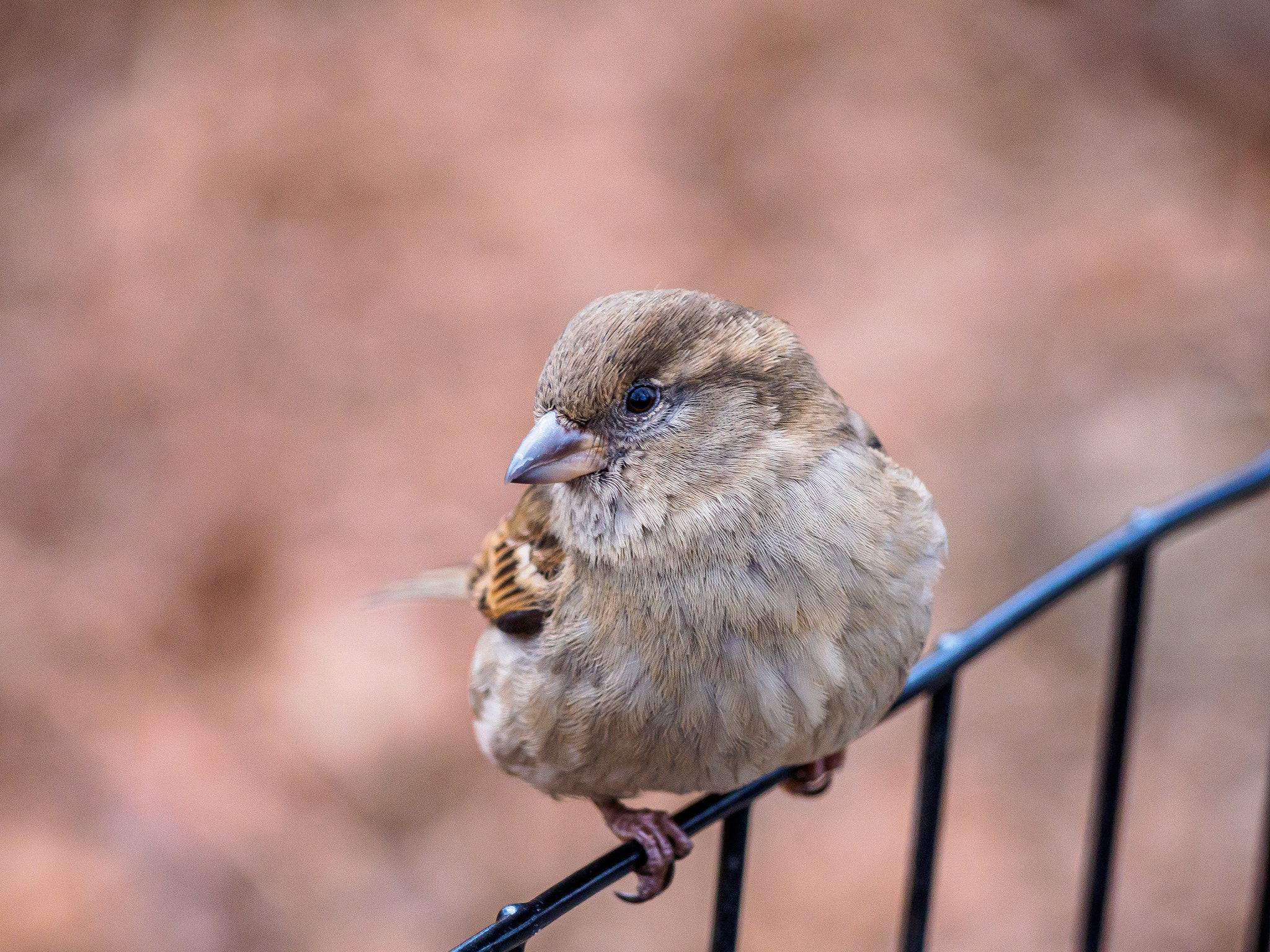 Olympus OM-D E-M5 II sample photo. Indigo bunting photography