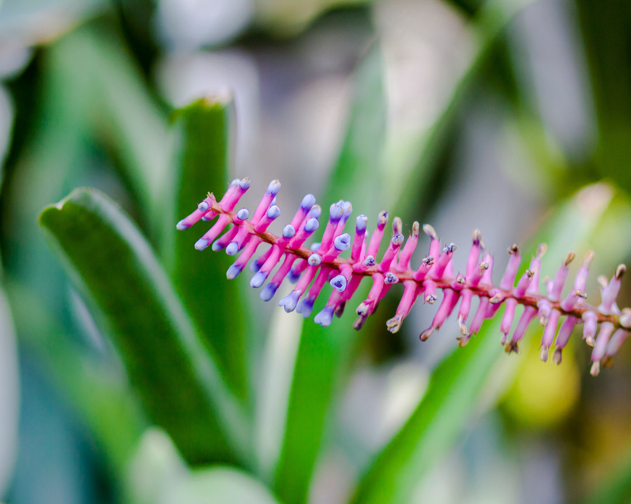 Canon EOS 50D sample photo. Delicate flower photography