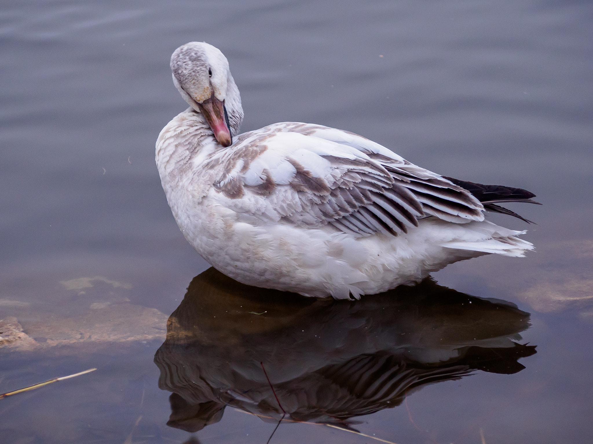 Olympus OM-D E-M5 II sample photo. Snow goose #2 photography