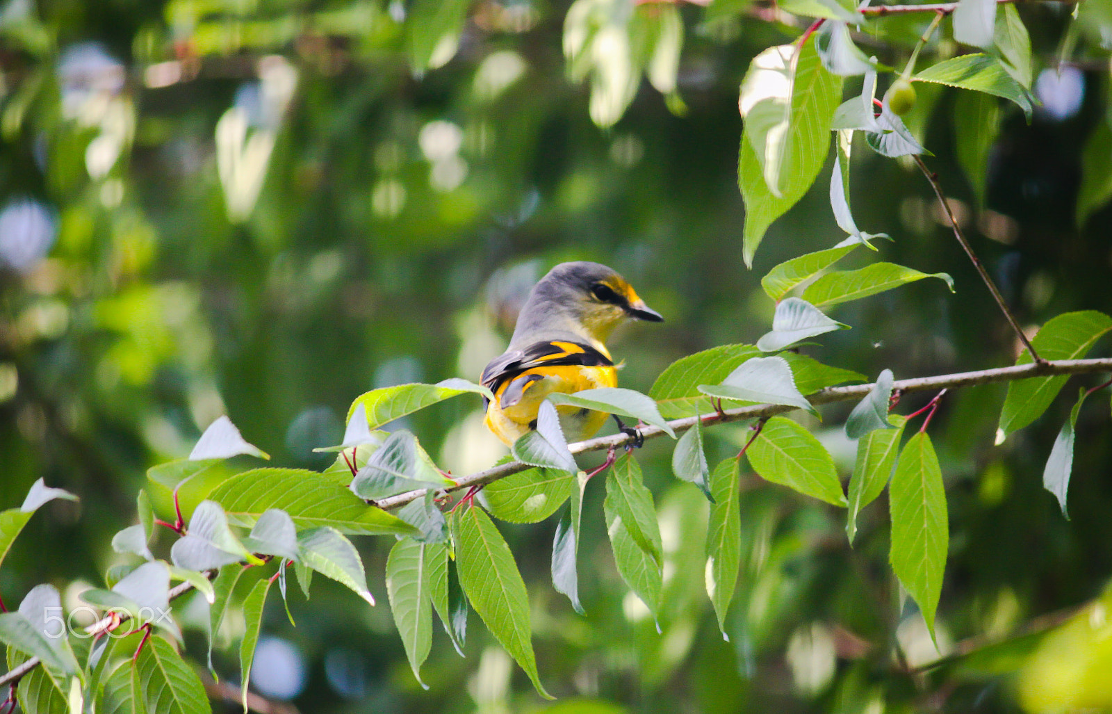 Canon EF-S 55-250mm F4-5.6 IS II sample photo. A bird photography