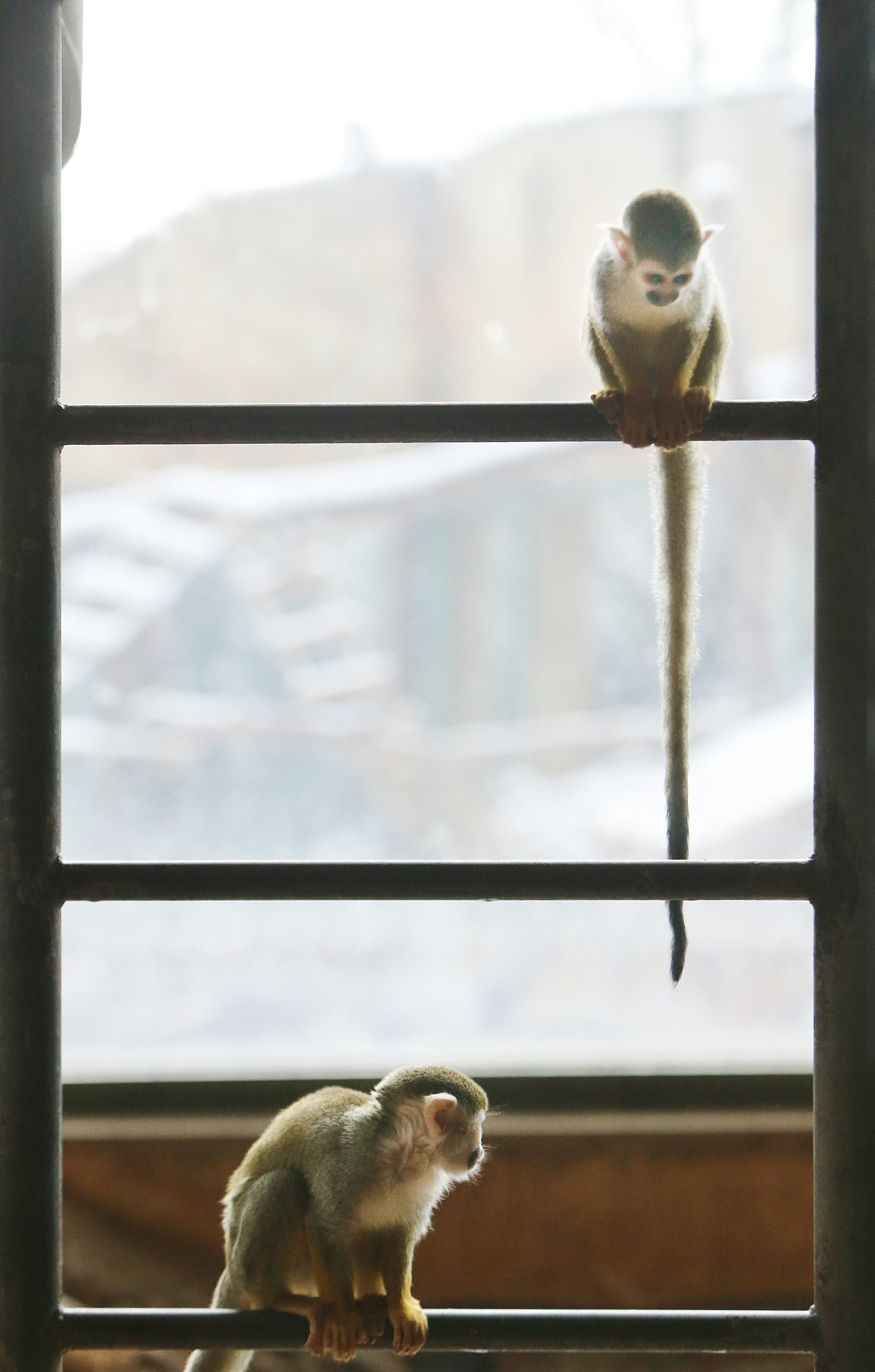 Canon EF 70-200mm F2.8L IS USM sample photo. Squirrel monkey photography