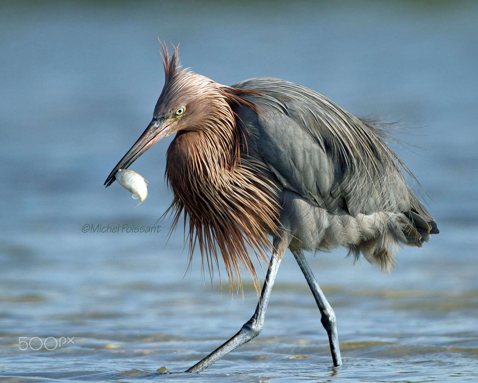 Canon EOS 7D + Canon EF 300mm F4L IS USM sample photo. Reddish egret photography