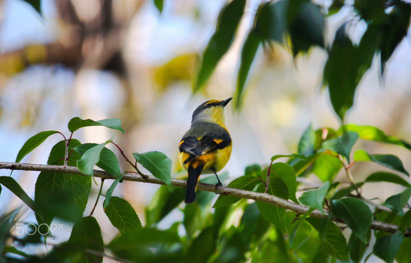 Canon EF-S 55-250mm F4-5.6 IS II sample photo. A bird photography
