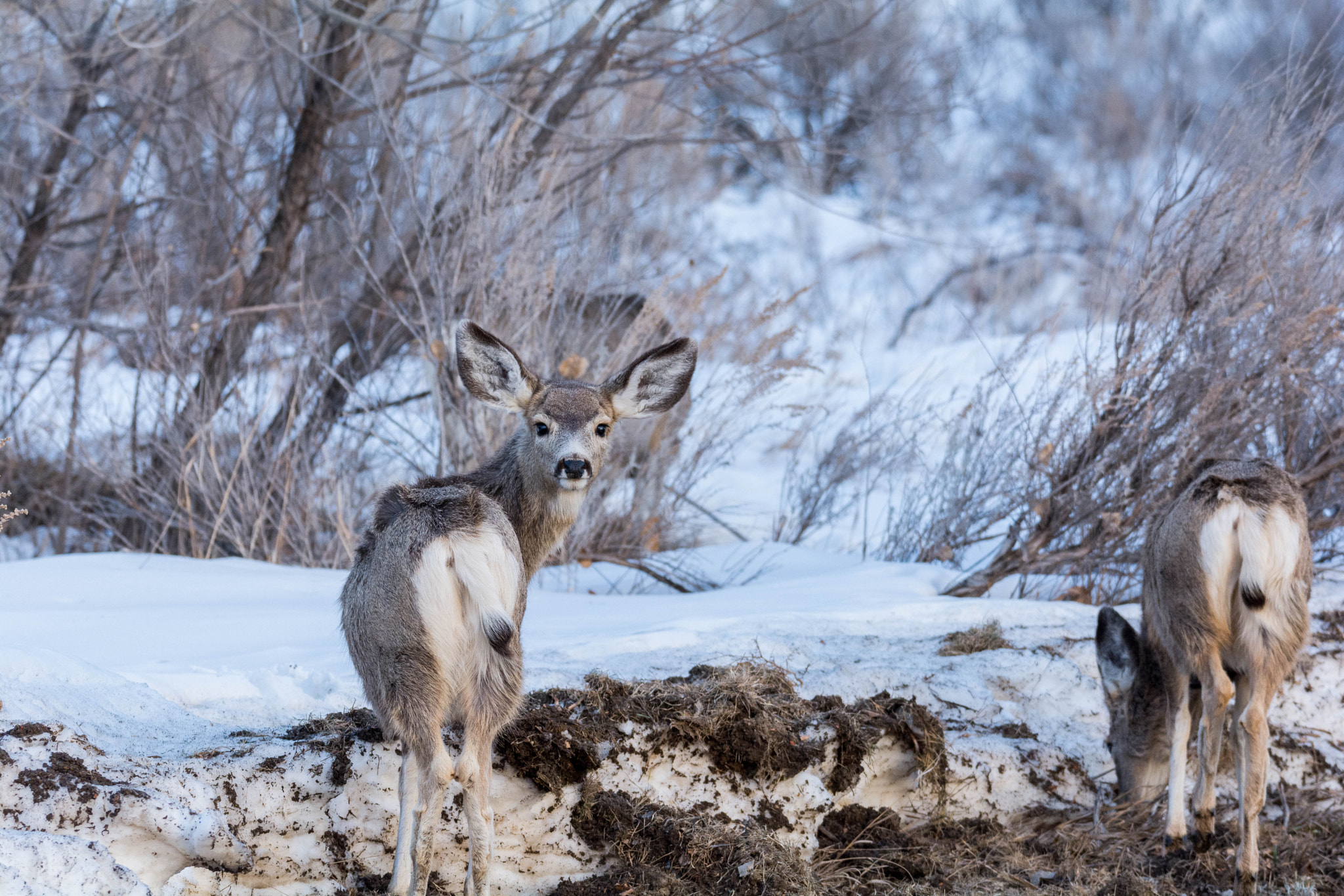 Sigma 150-600mm F5-6.3 DG OS HSM | S sample photo. Roadside fawns photography