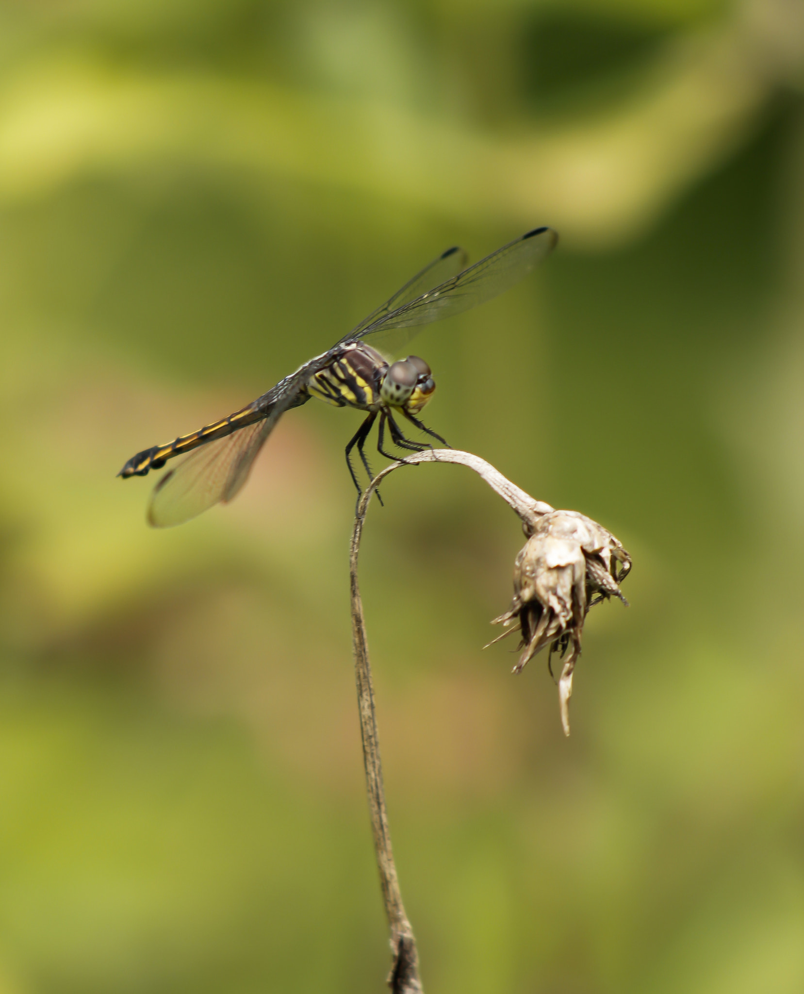 Canon EF 75-300mm f/4-5.6 USM sample photo. Dragonfly photography