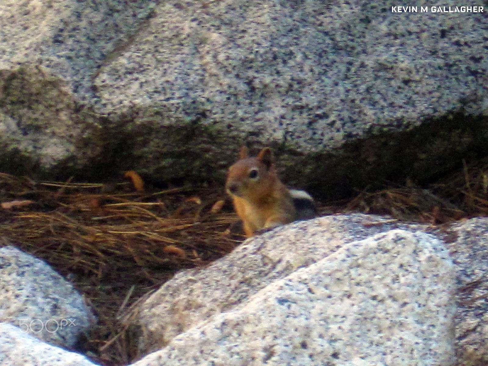 Canon PowerShot SD1200 IS (Digital IXUS 95 IS / IXY Digital 110 IS) sample photo. Marmot on a rock o photography