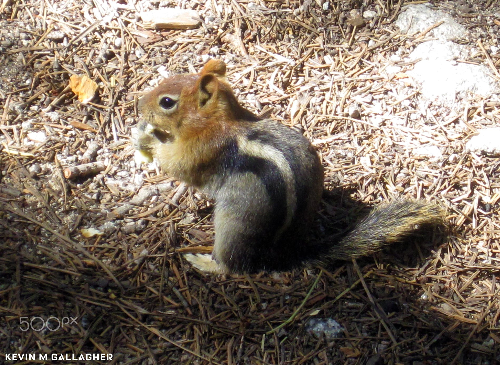 Canon PowerShot SD1200 IS (Digital IXUS 95 IS / IXY Digital 110 IS) sample photo. Marmot snacking o photography