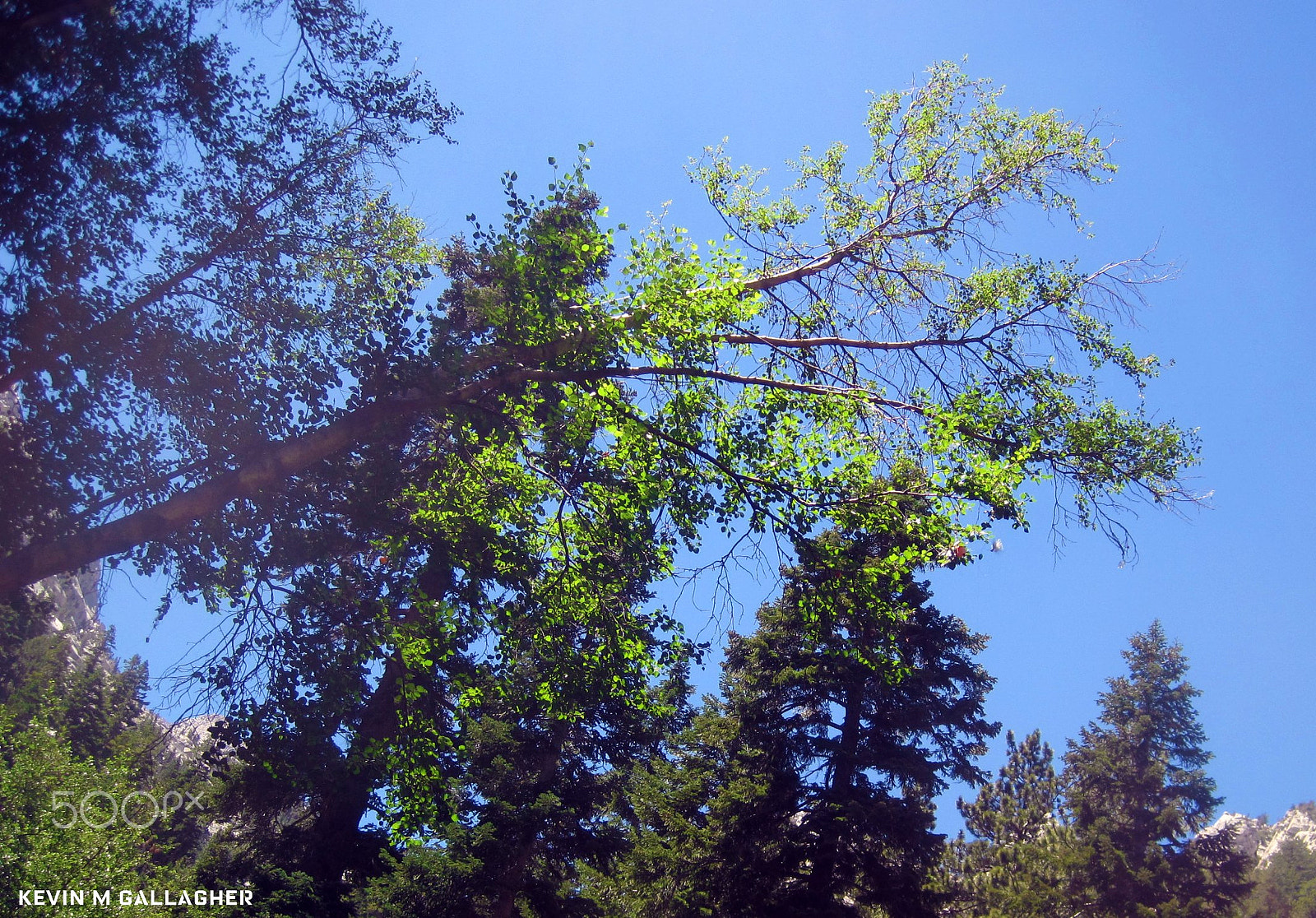 Canon PowerShot SD1200 IS (Digital IXUS 95 IS / IXY Digital 110 IS) sample photo. Mistletoe in the sun o photography