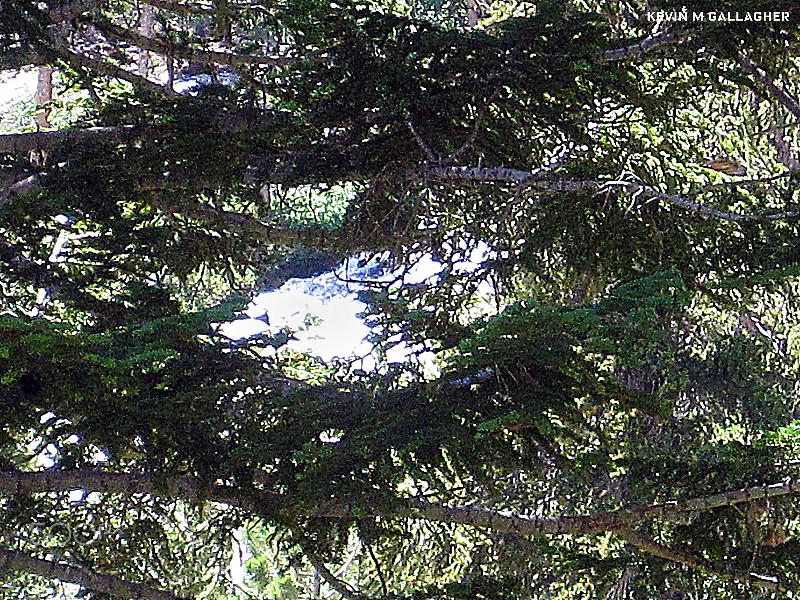 Canon PowerShot SD1200 IS (Digital IXUS 95 IS / IXY Digital 110 IS) sample photo. River through trees o photography