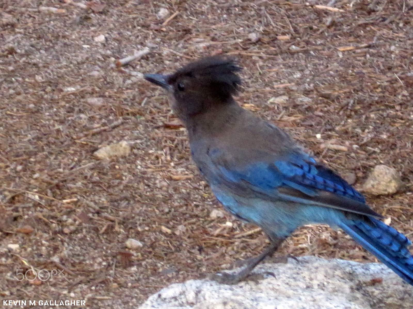 Canon PowerShot SD1200 IS (Digital IXUS 95 IS / IXY Digital 110 IS) sample photo. Scrub jay o photography