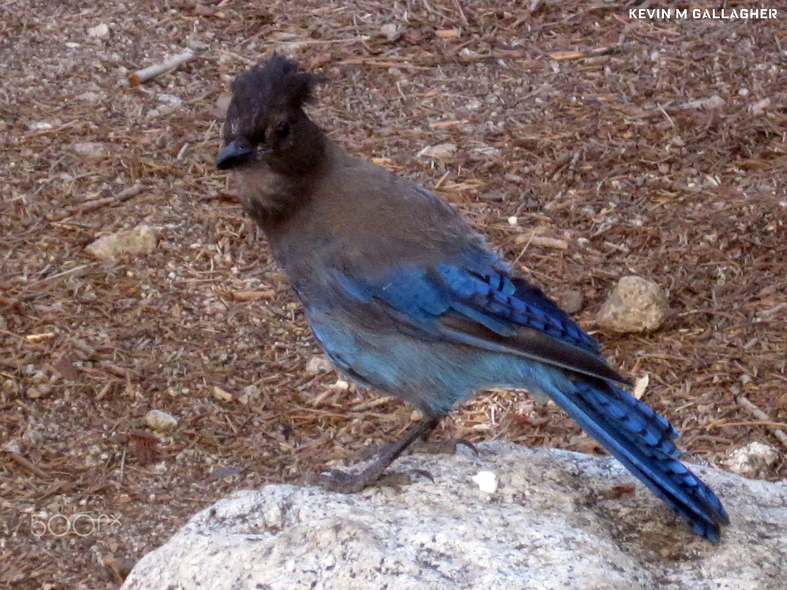 Canon PowerShot SD1200 IS (Digital IXUS 95 IS / IXY Digital 110 IS) sample photo. Scrub jay o photography