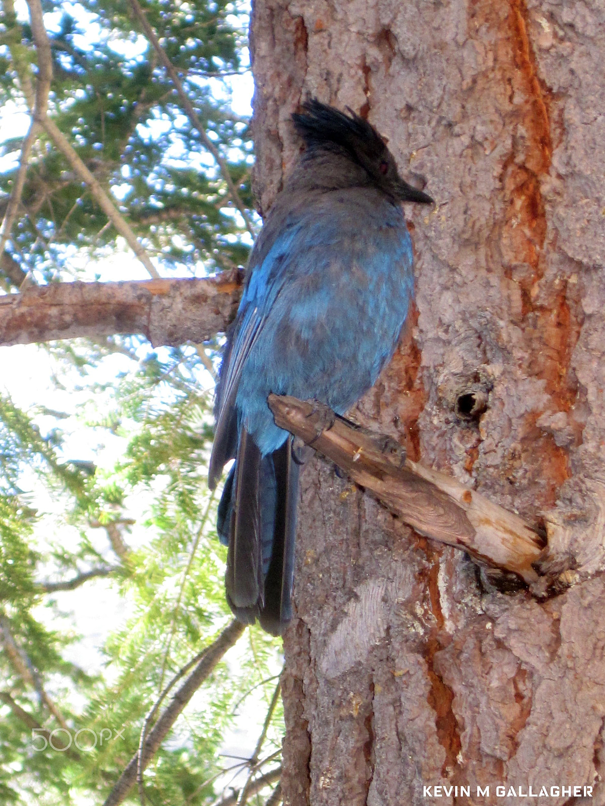 Canon PowerShot SD1200 IS (Digital IXUS 95 IS / IXY Digital 110 IS) sample photo. Scrub jay o photography