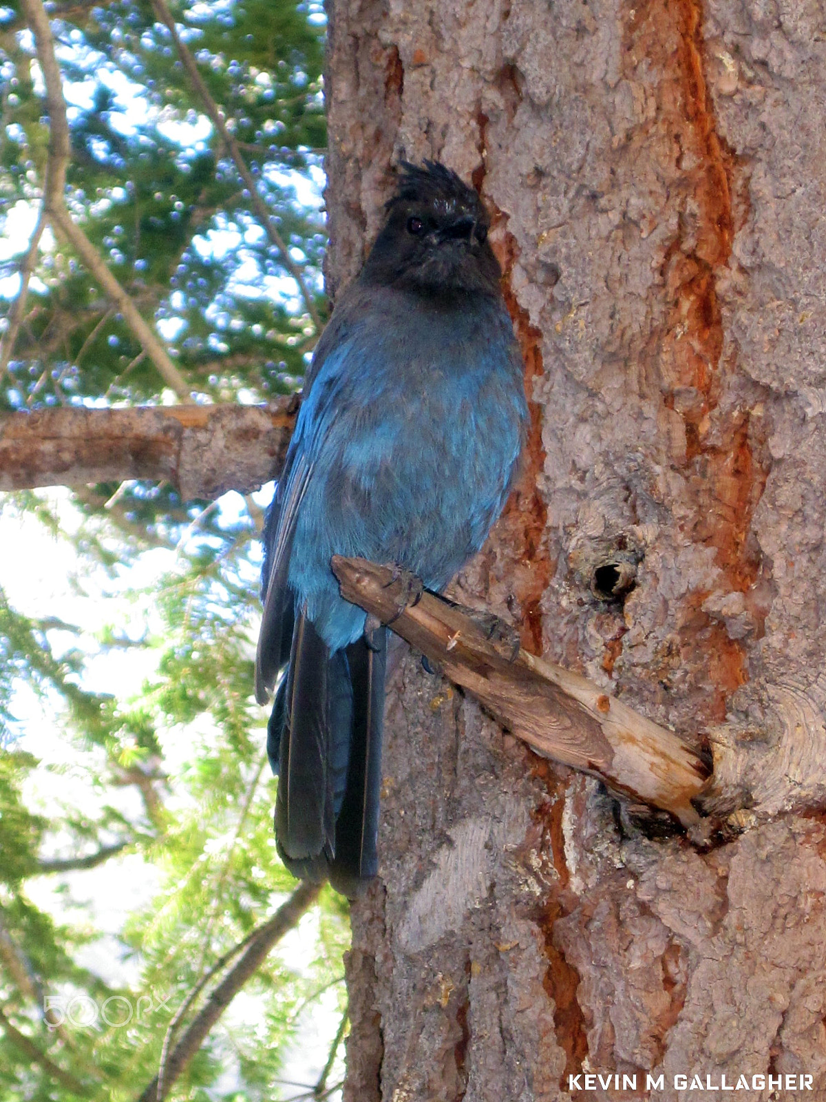 Canon PowerShot SD1200 IS (Digital IXUS 95 IS / IXY Digital 110 IS) sample photo. Scrub jay on a pine o photography