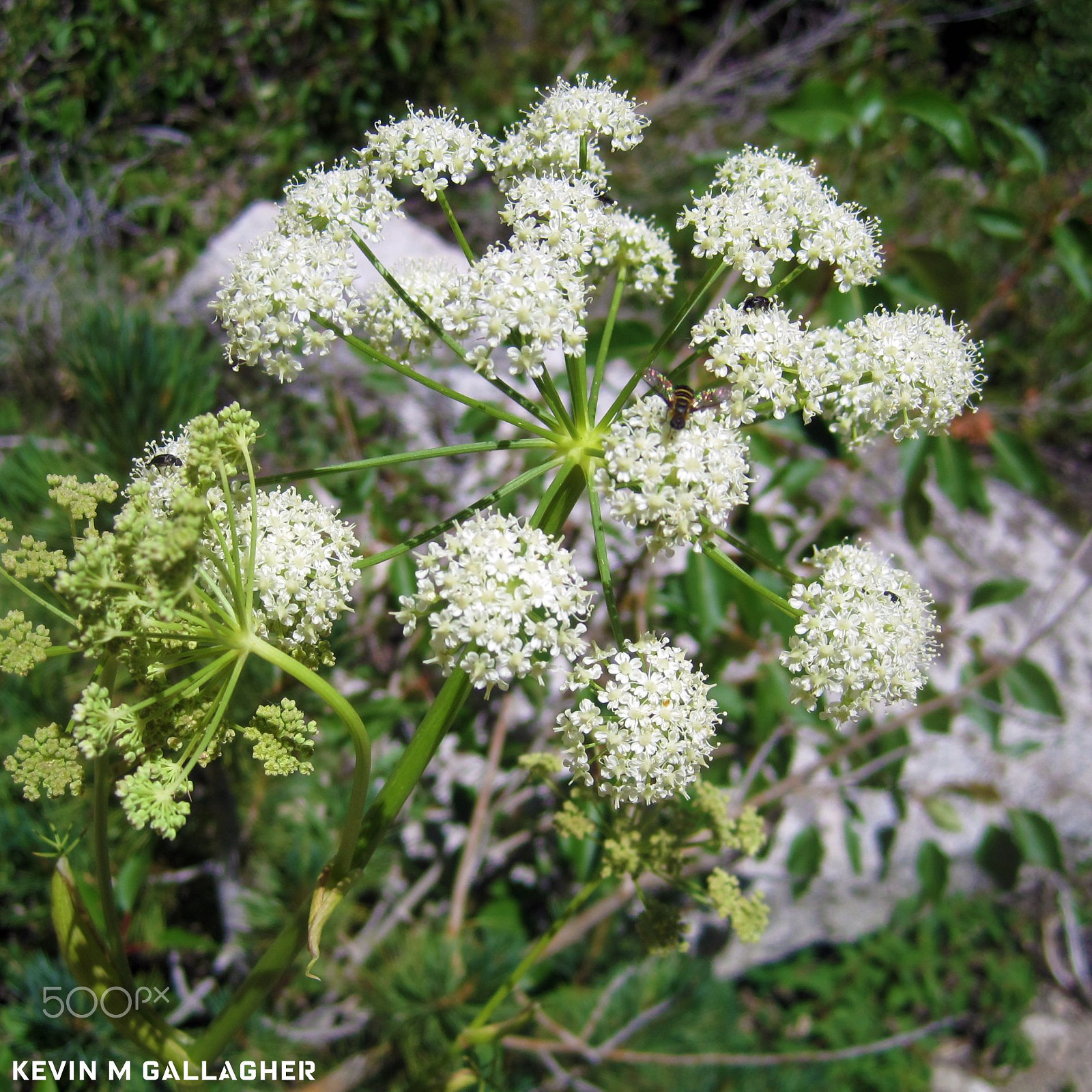 Canon PowerShot SD1200 IS (Digital IXUS 95 IS / IXY Digital 110 IS) sample photo. Wild carrot similar to queen annes lace o photography