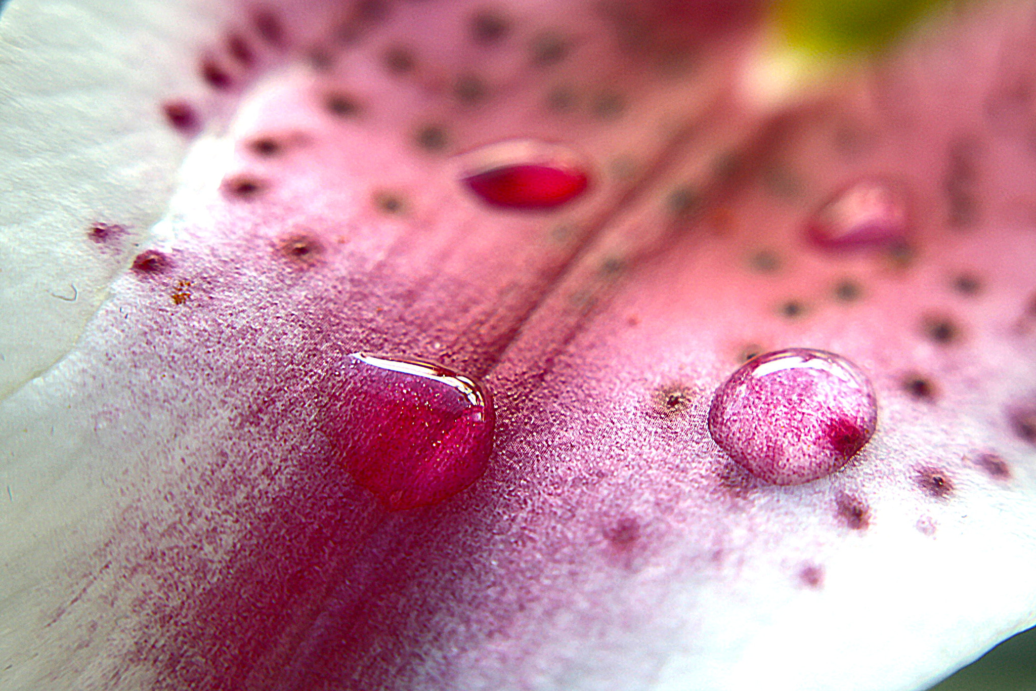 Canon EOS 1000D (EOS Digital Rebel XS / EOS Kiss F) sample photo. Macro lens photography//1-28-17 photography