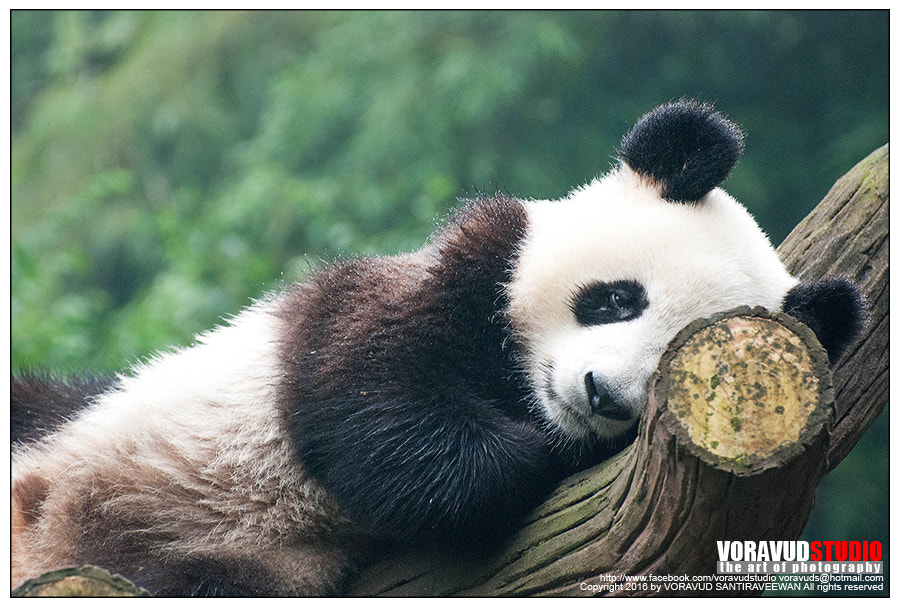 Nikon D80 sample photo. Giant panda at cheng du research base of giant panda breeding china photography
