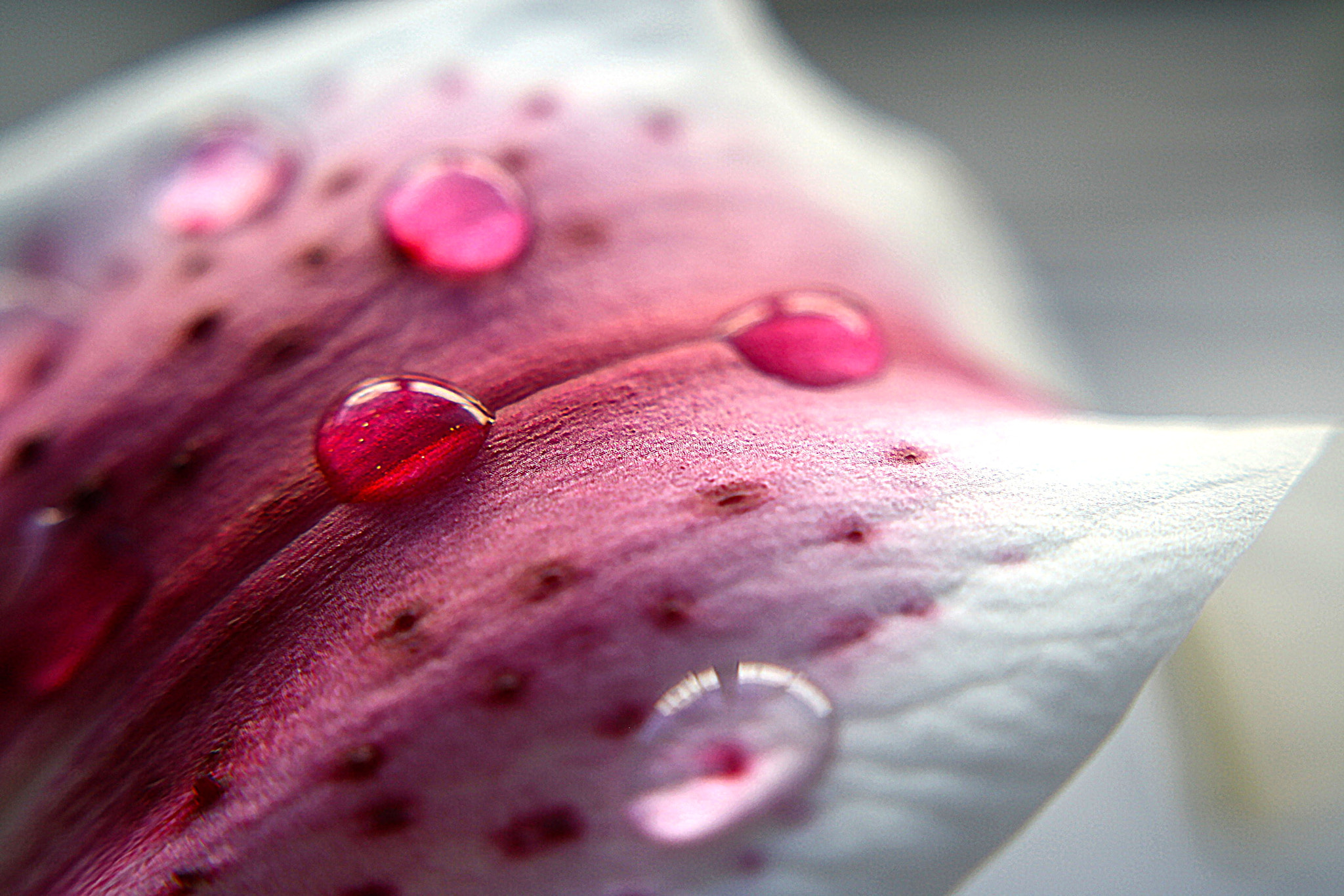Canon EOS 1000D (EOS Digital Rebel XS / EOS Kiss F) sample photo. Macro lens photography with a flower petal//1-28-17 photography