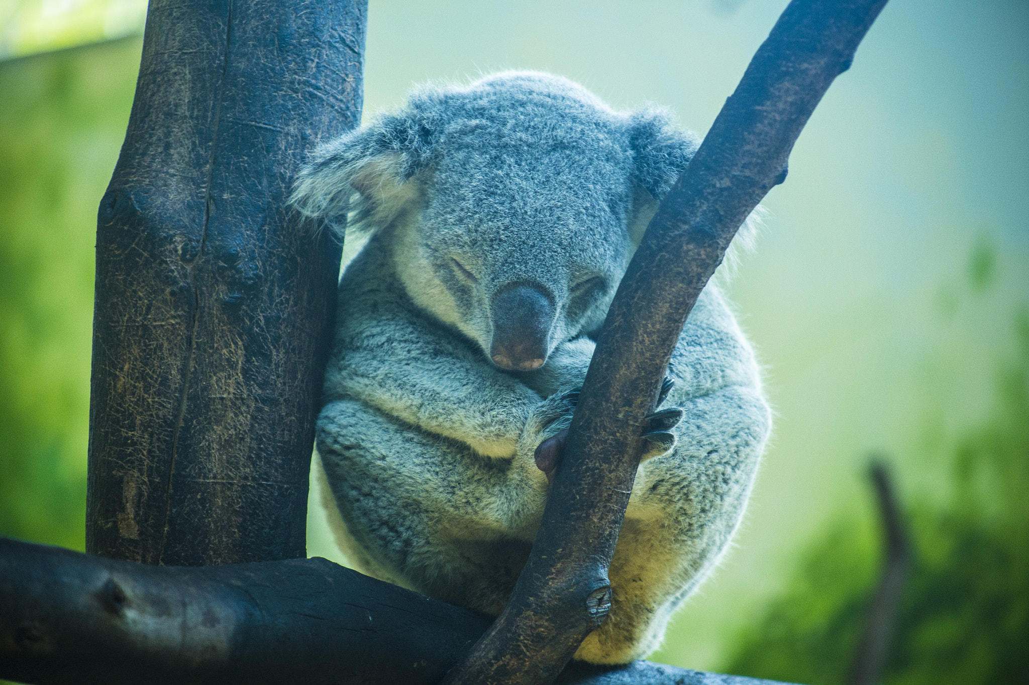 Canon EOS 6D + EF75-300mm f/4-5.6 sample photo. A koala. 考拉 photography