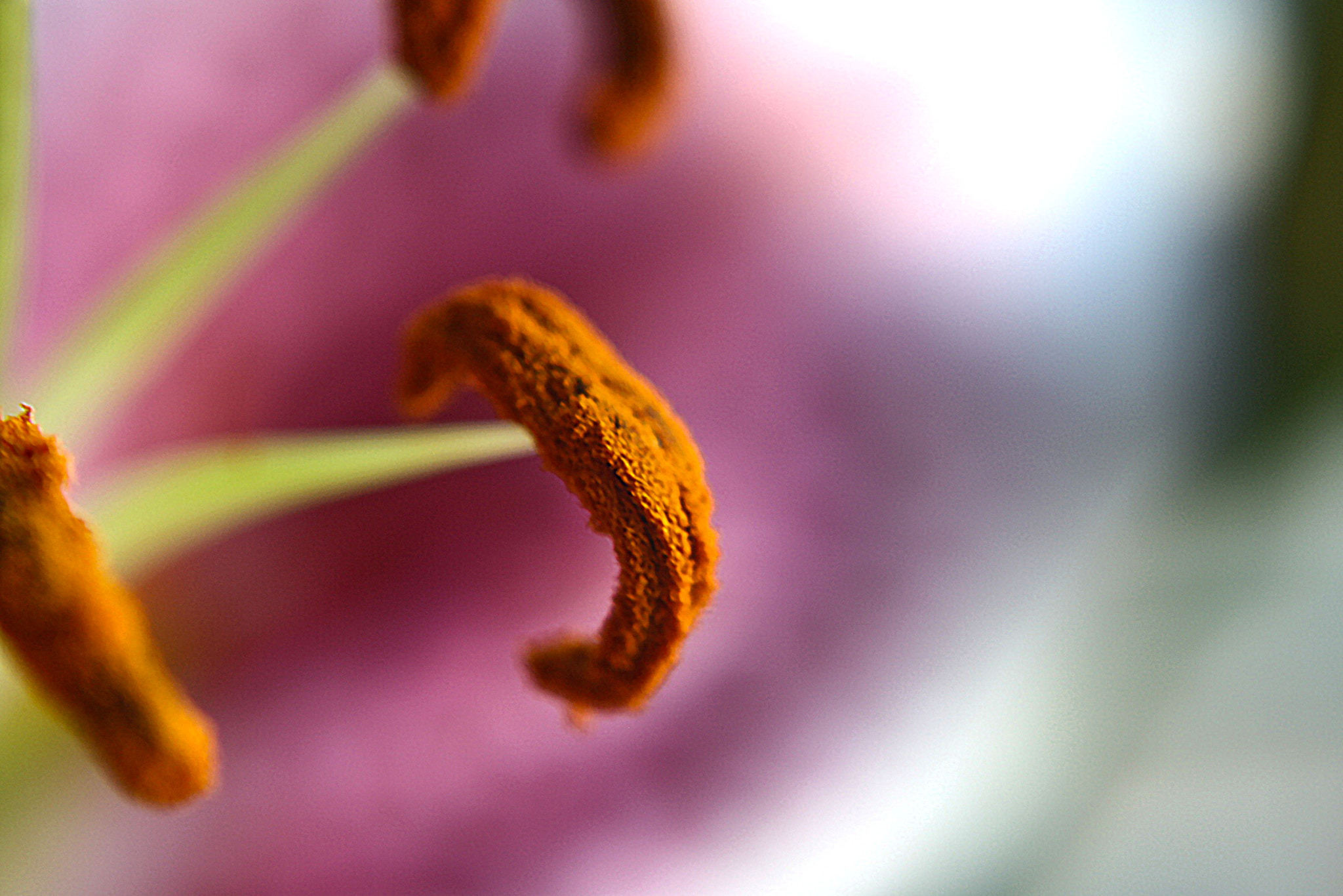 Canon EOS 1000D (EOS Digital Rebel XS / EOS Kiss F) sample photo. Macro lens photography// photography