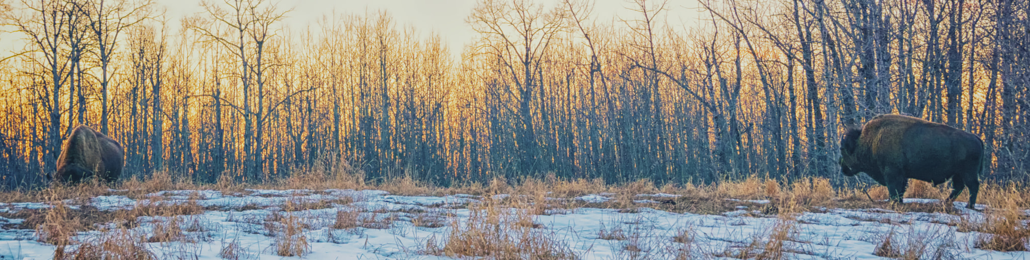 Sigma 17-50mm F2.8 EX DC OS HSM sample photo. Bison feeding at sunset photography