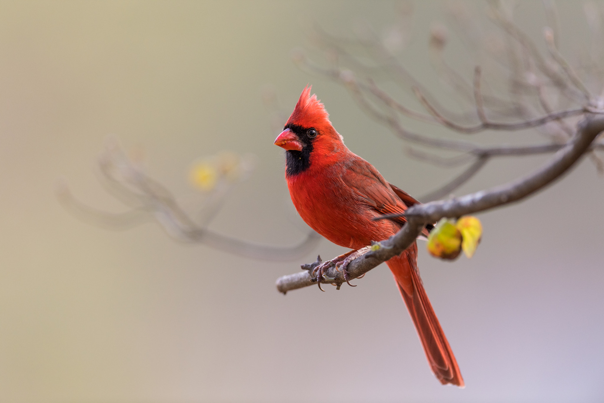 Nikon AF-S Nikkor 600mm F4E FL ED VR sample photo