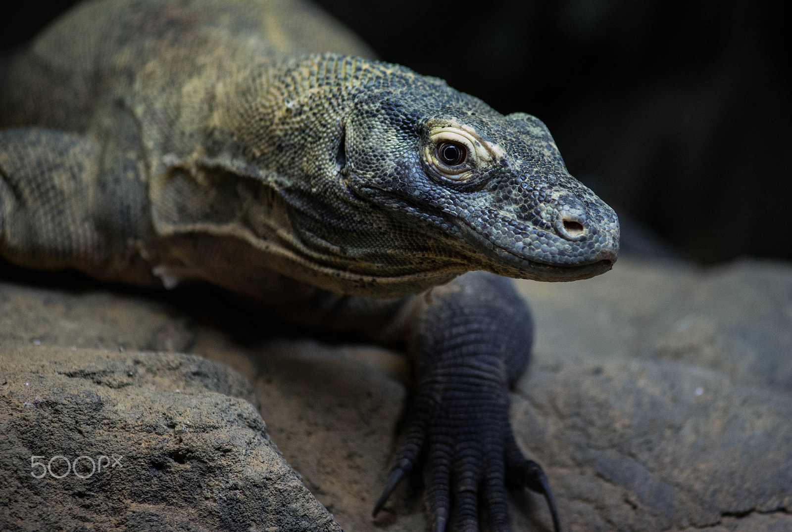 Minolta AF 80-200mm F2.8 HS-APO G sample photo. Komodo dragon photography
