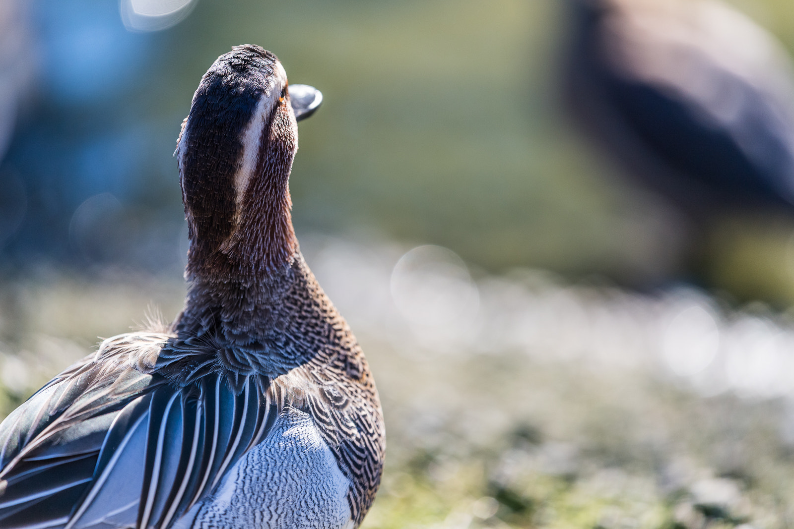 Nikon Nikkor AF-S 300mm F4E PF ED VR sample photo