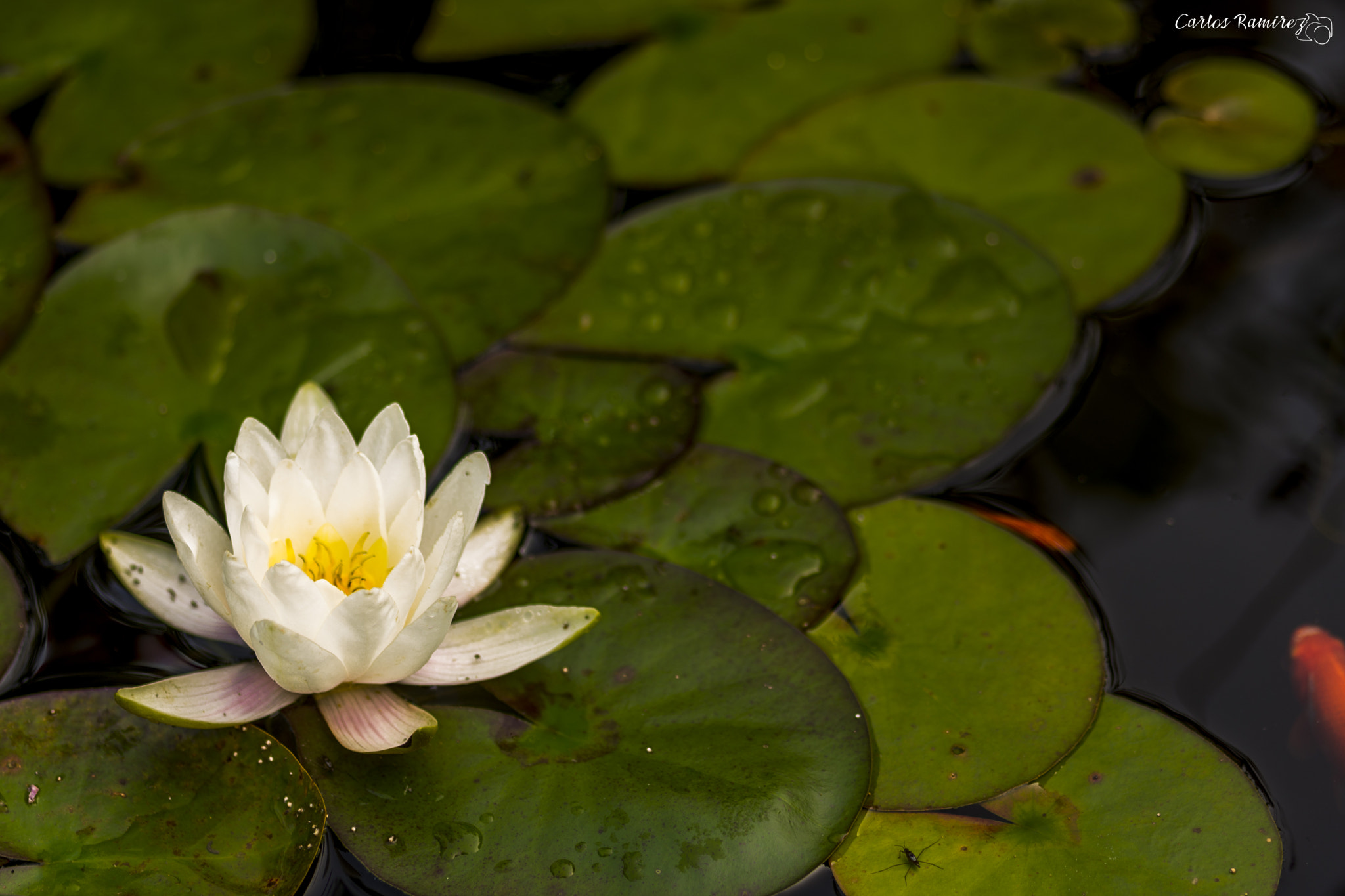 Nikon D7200 + Sigma 105mm F2.8 EX DG Macro sample photo. Flor sobre el agua photography