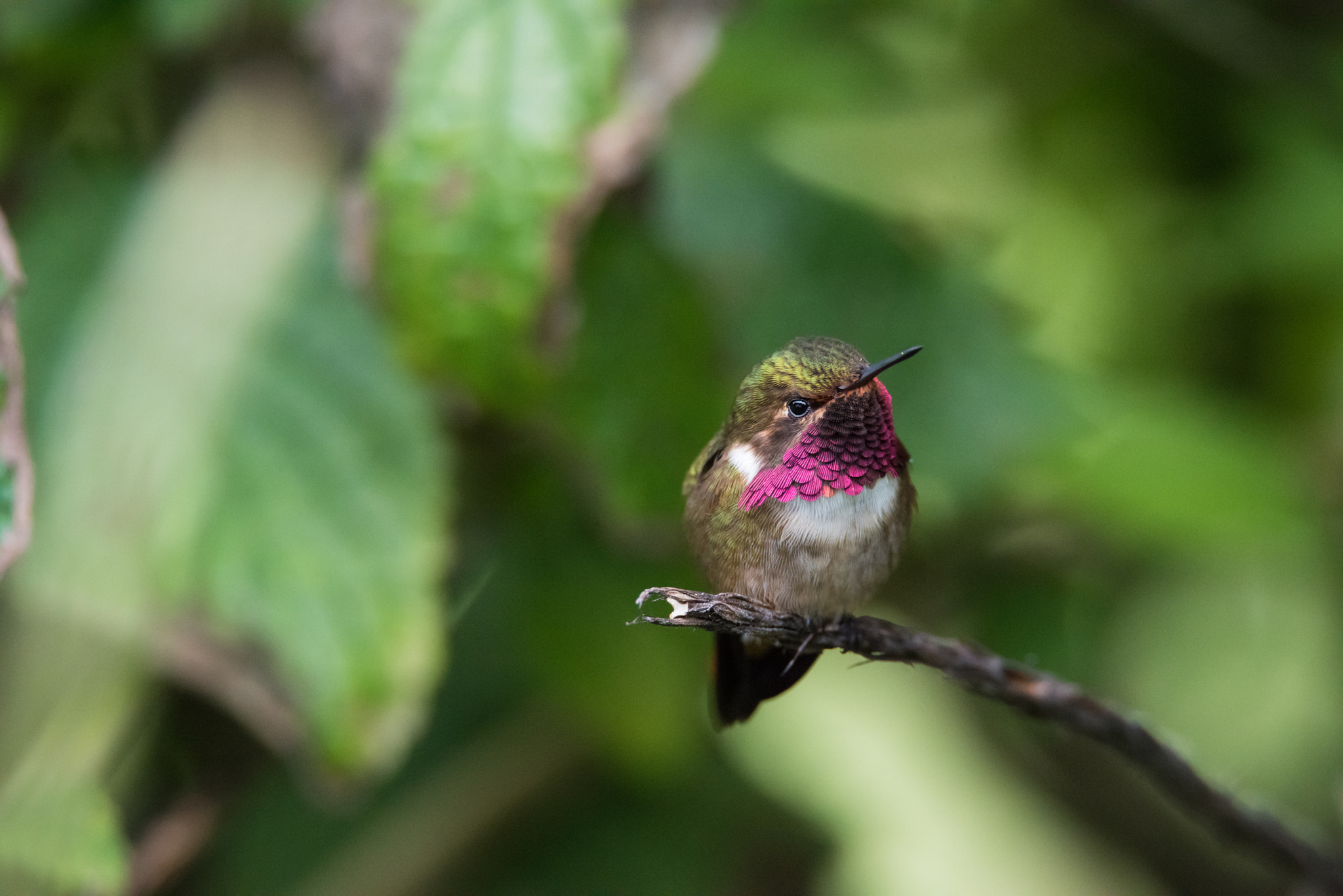 Nikon D810 + Sigma 50mm F2.8 EX DG Macro sample photo. Violet humming photography