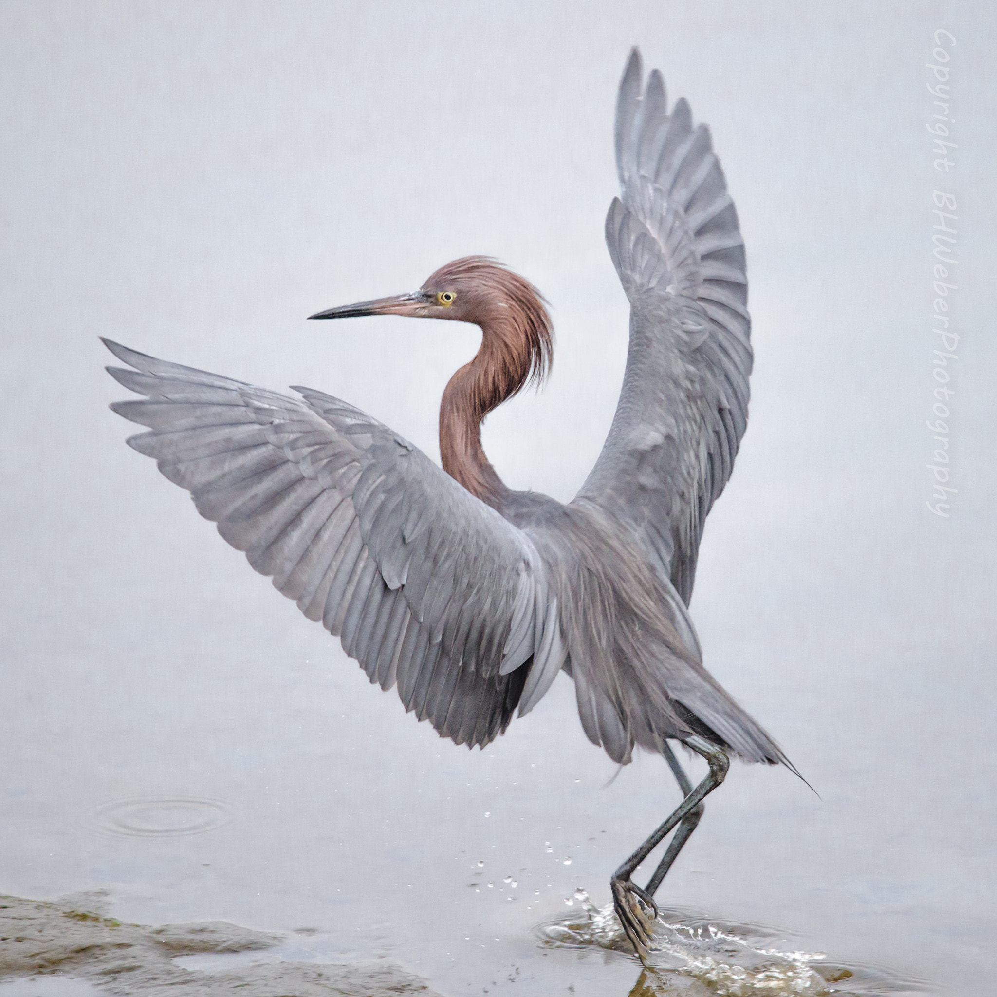 Nikon Nikkor AF-S 300mm F4E PF ED VR sample photo. Egret ballet photography