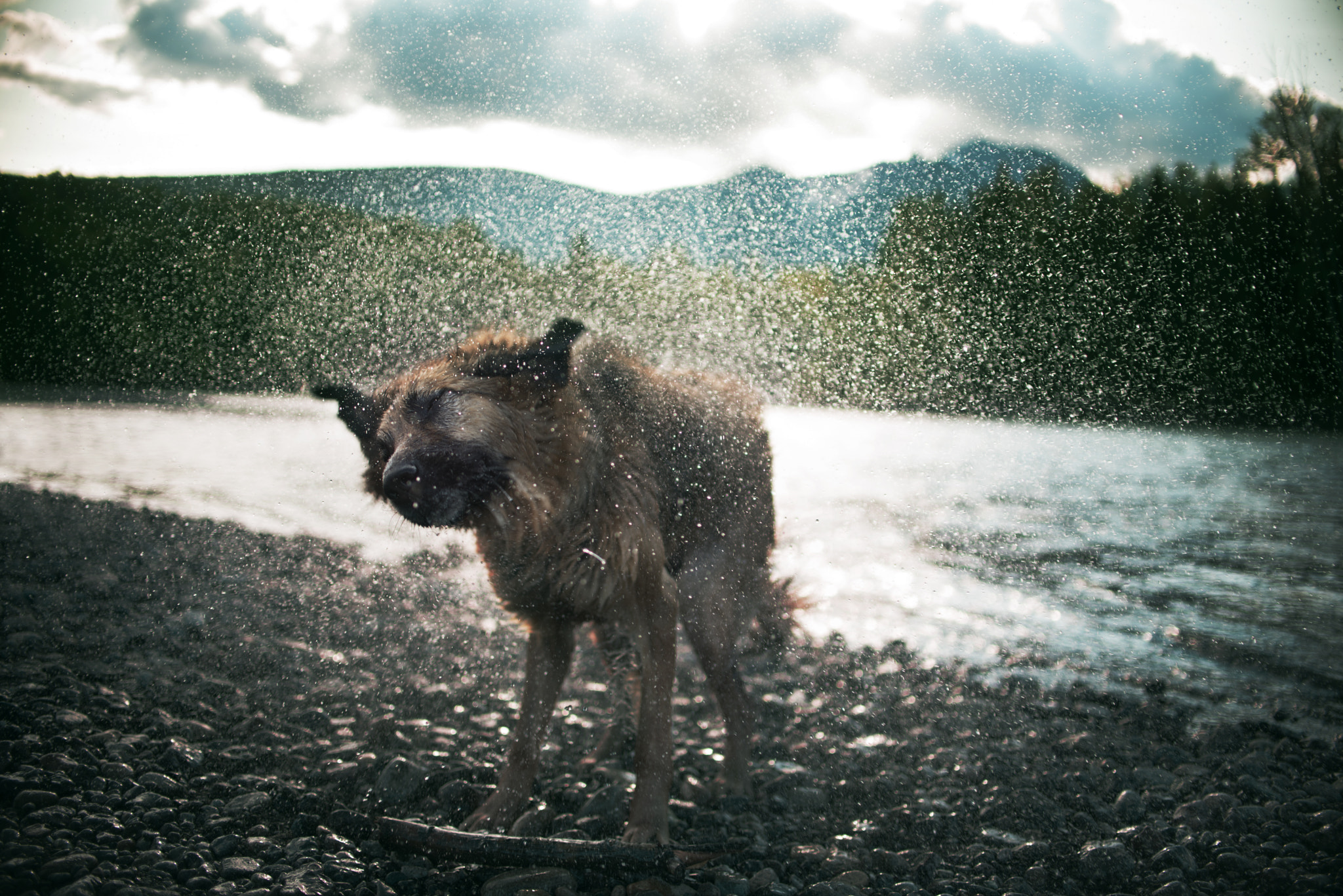 Nikon D750 + Nikon AF-S DX Nikkor 35mm F1.8G sample photo. Doggo photography