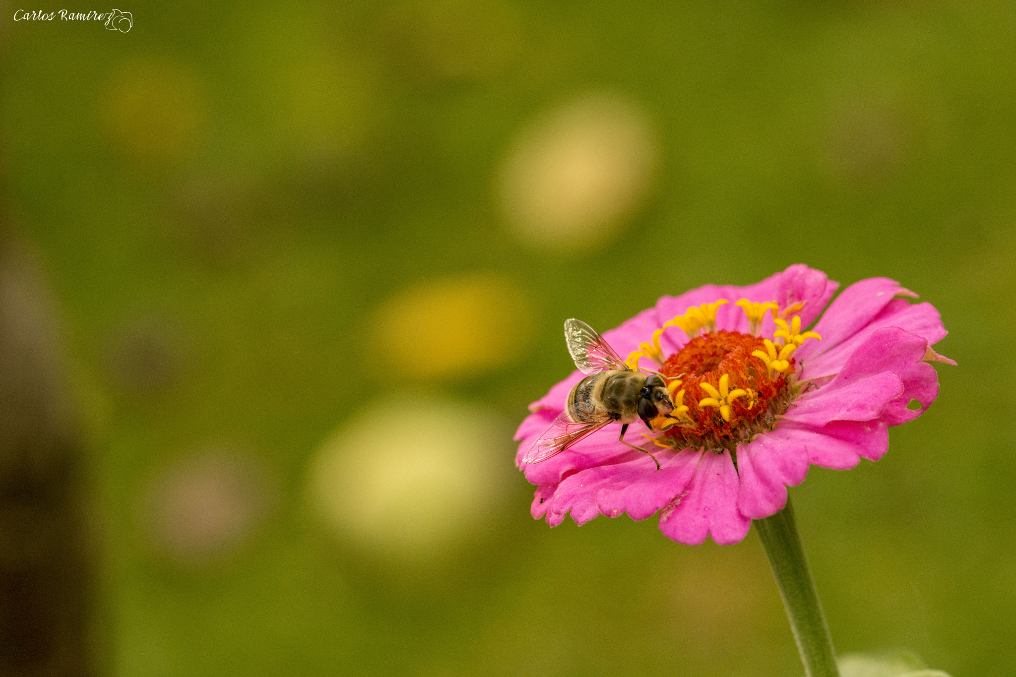 Nikon D7200 + Sigma 105mm F2.8 EX DG Macro sample photo. Lunch photography