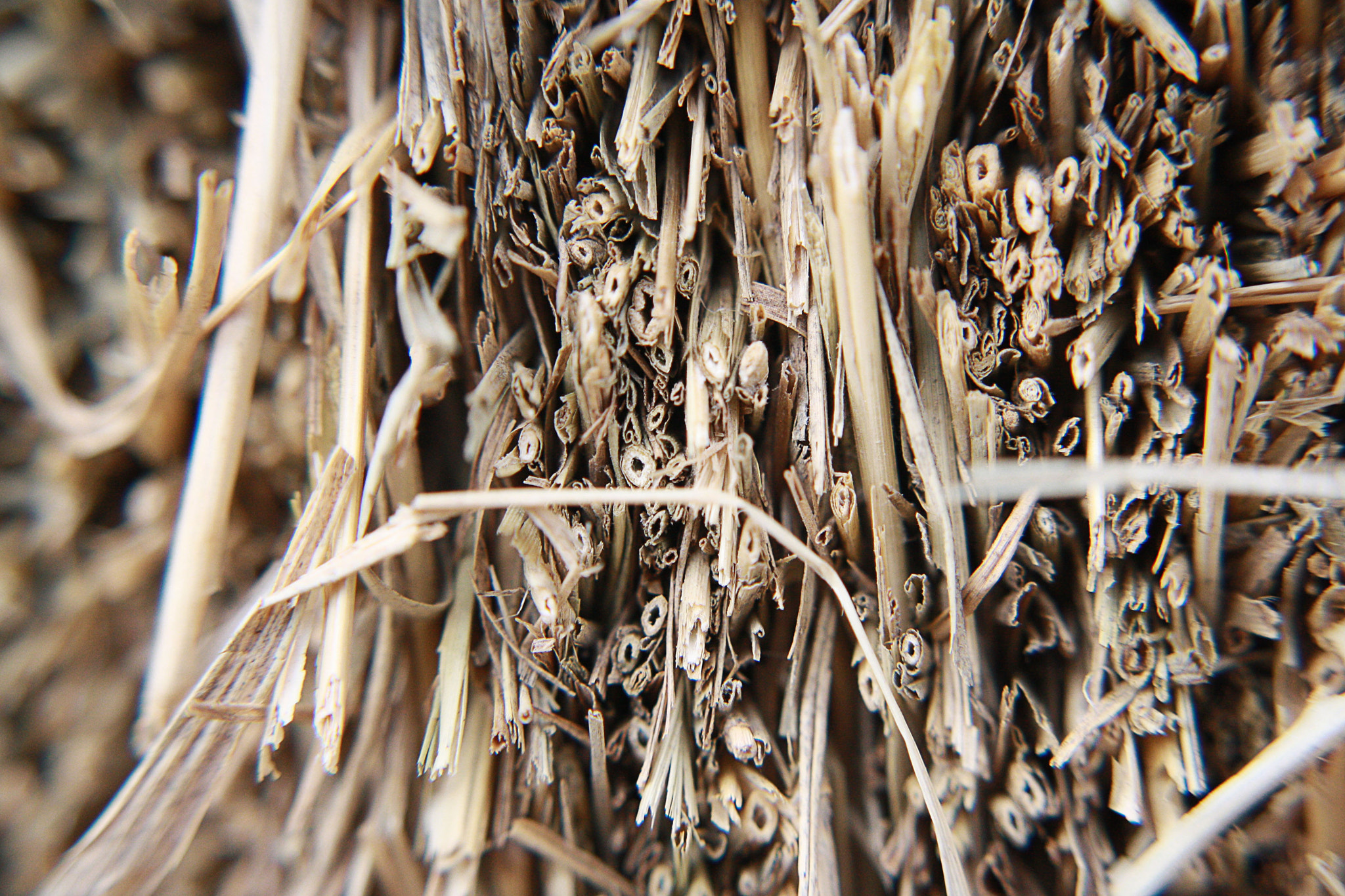 Canon EOS 1000D (EOS Digital Rebel XS / EOS Kiss F) sample photo. Texture photography of hay// photography