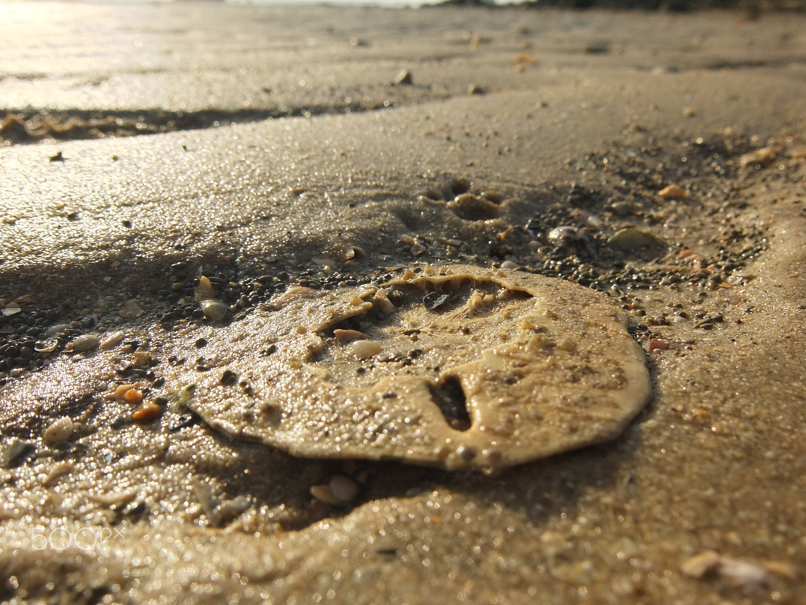 Fujifilm XF1 sample photo. Sand dollar, ko yao yai photography