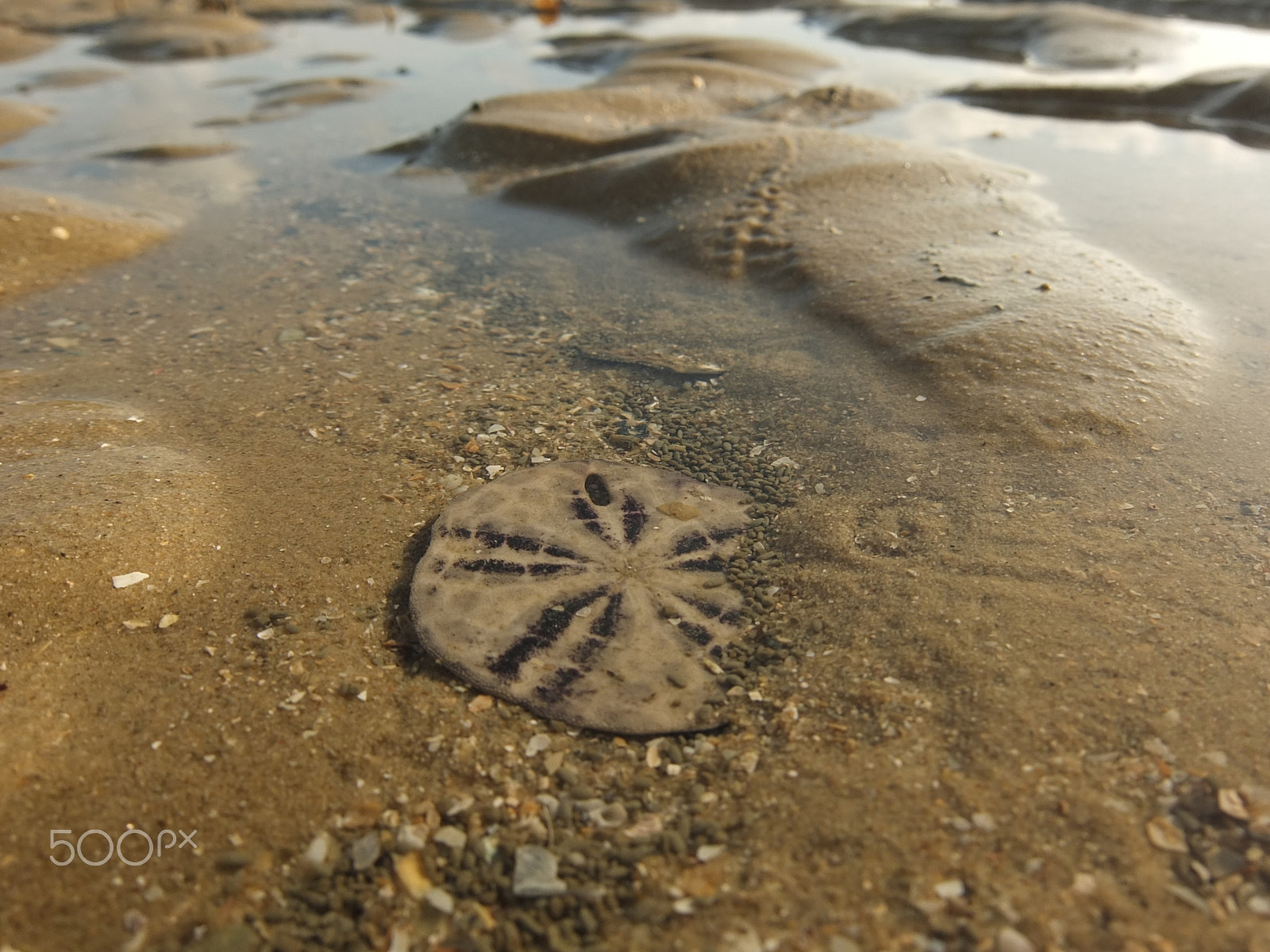 Fujifilm XF1 sample photo. Sand dollar, ko yao yai photography