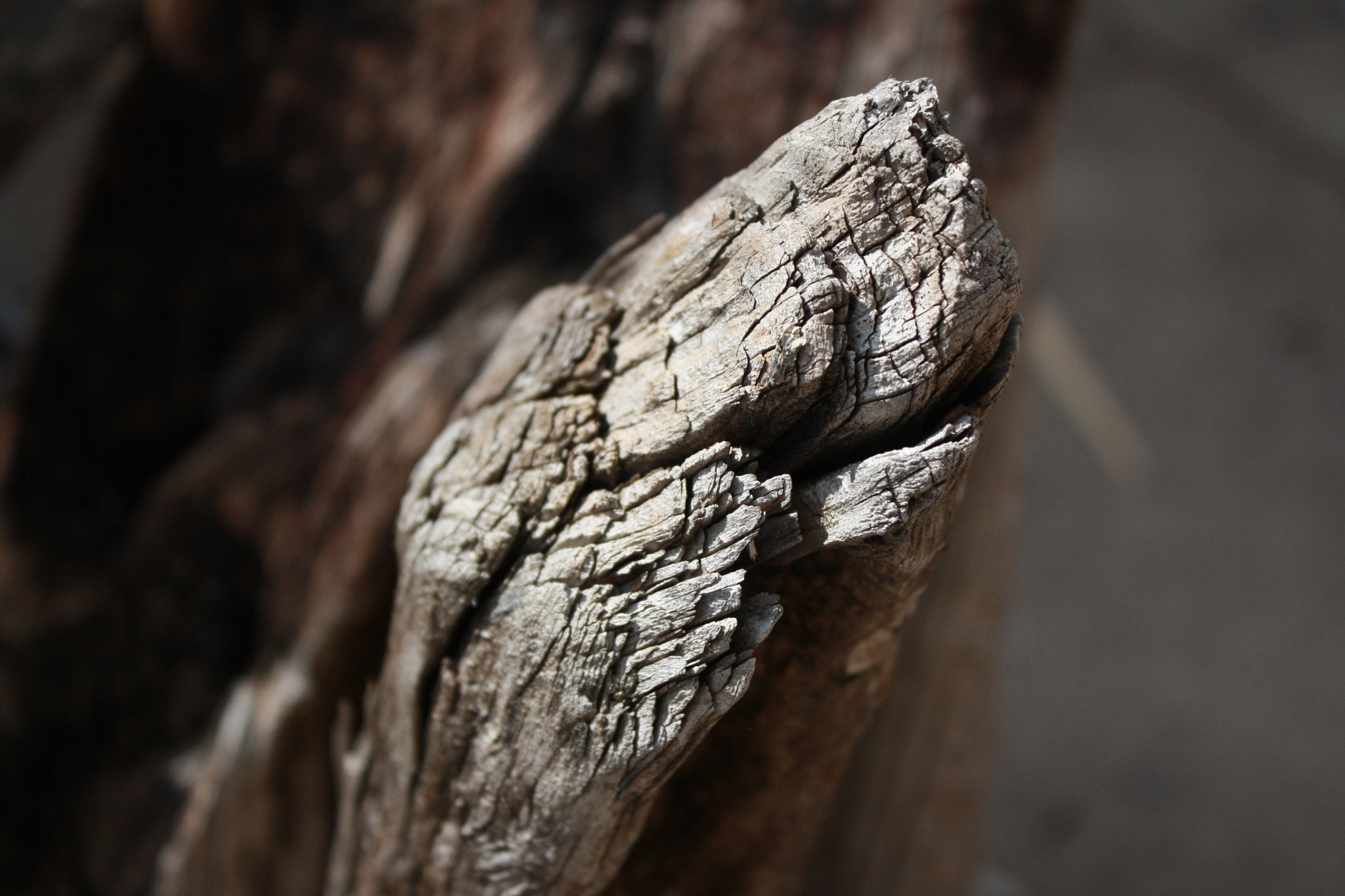 Canon EF-S 18-55mm F3.5-5.6 IS II sample photo. Texture photography of tree bark// photography