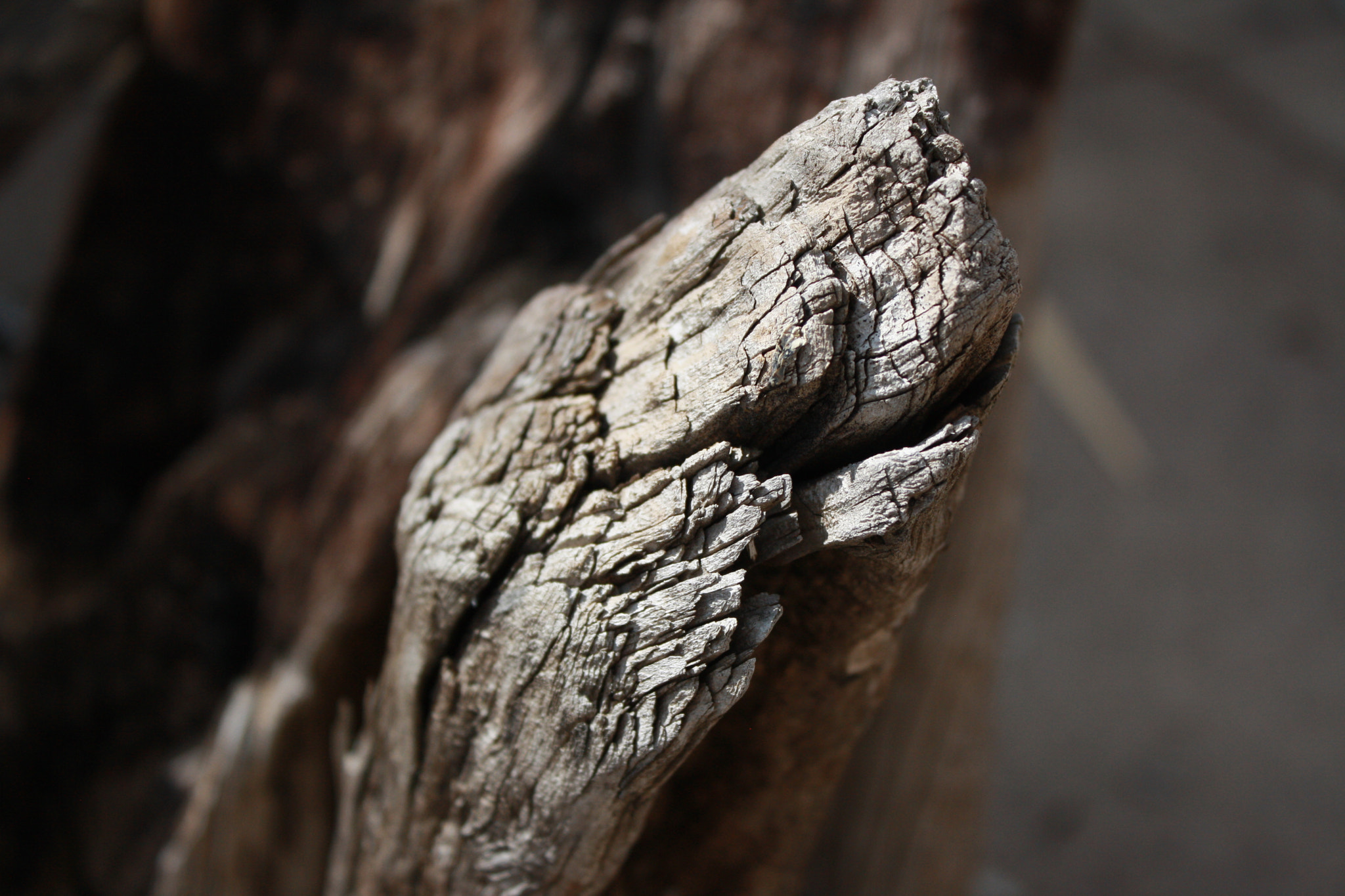 Canon EOS 1000D (EOS Digital Rebel XS / EOS Kiss F) sample photo. Texture photography of tree bark// photography