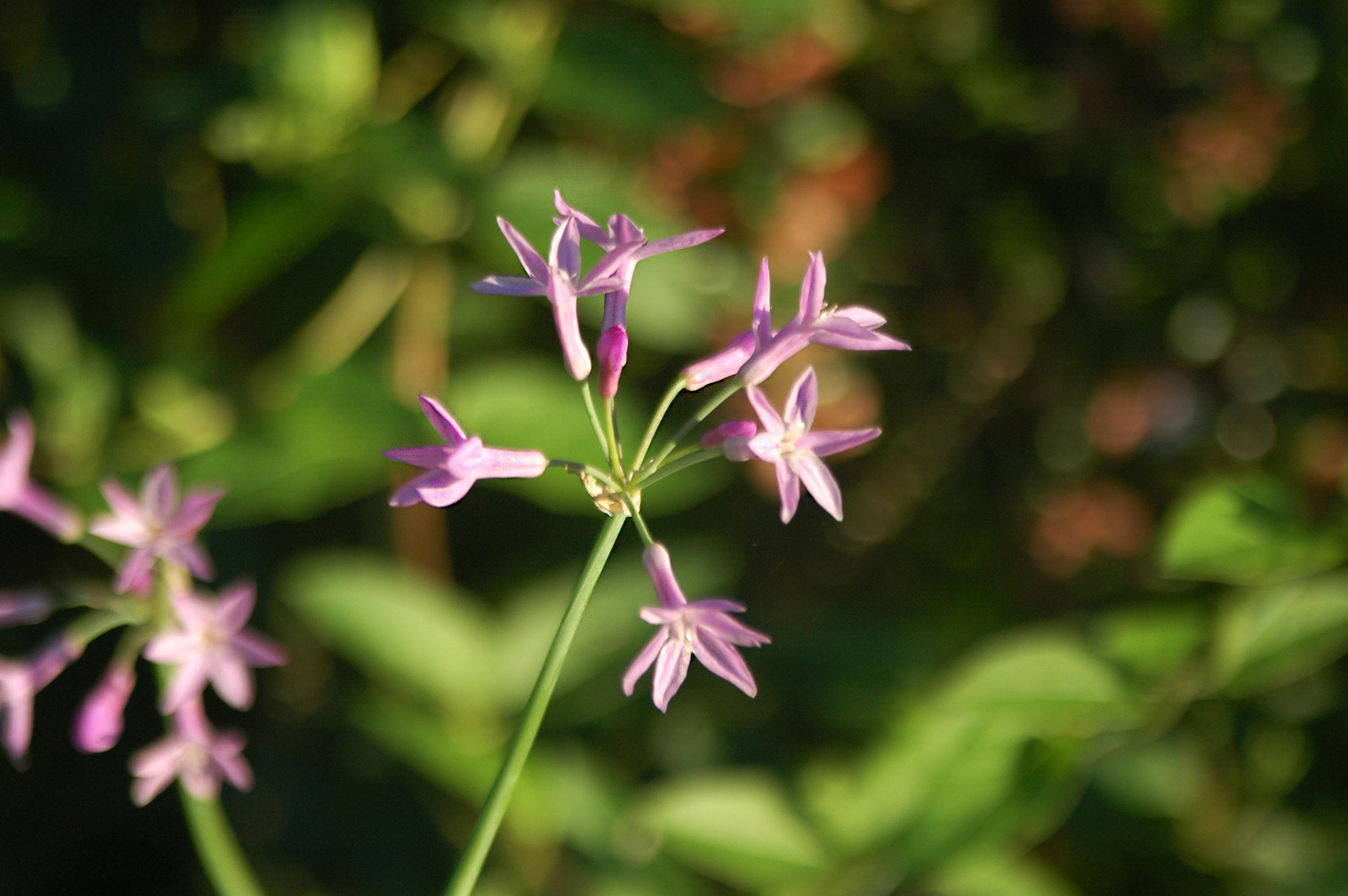 Nikon D70s sample photo. Short depth of field photography with purple flowers// photography