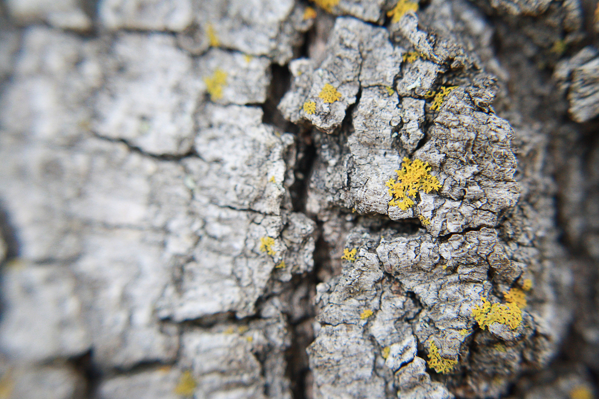 Canon EOS 1000D (EOS Digital Rebel XS / EOS Kiss F) sample photo. Texture photography with tree bark// photography